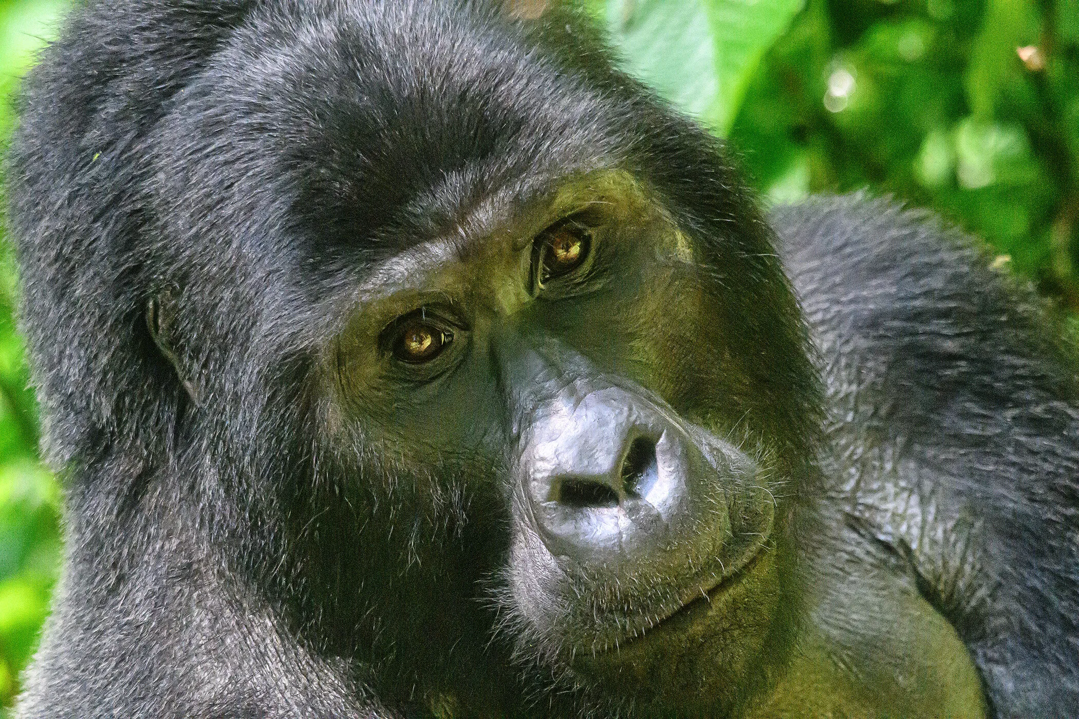A Silverback Gorilla