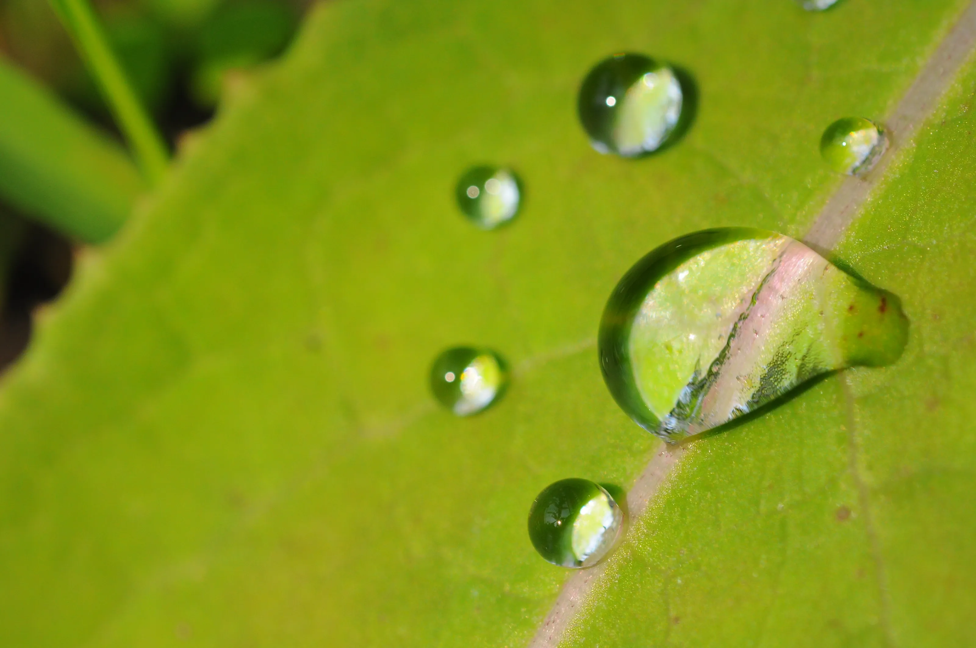 Drops