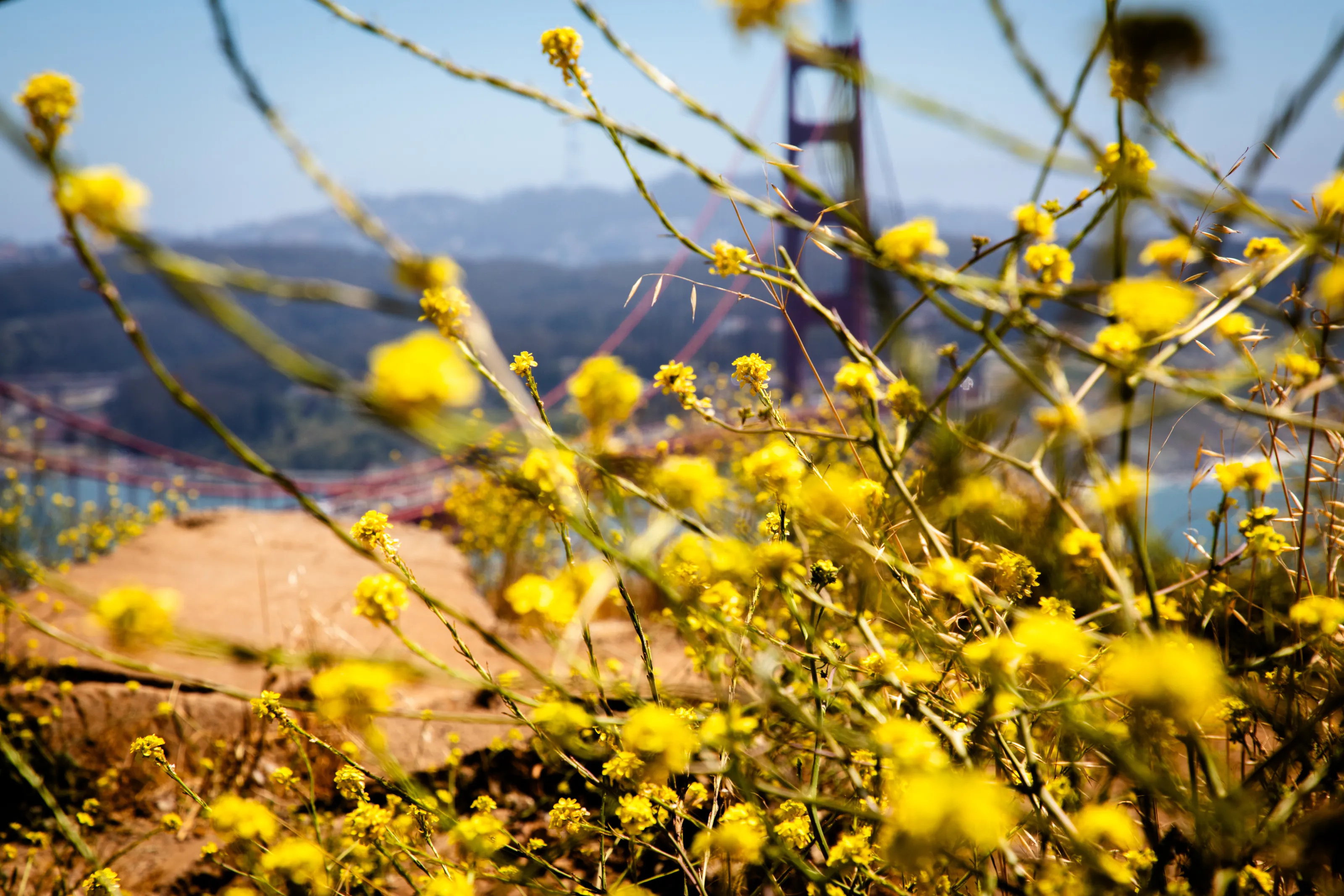 Flowers of the Golden Gate Bridge
