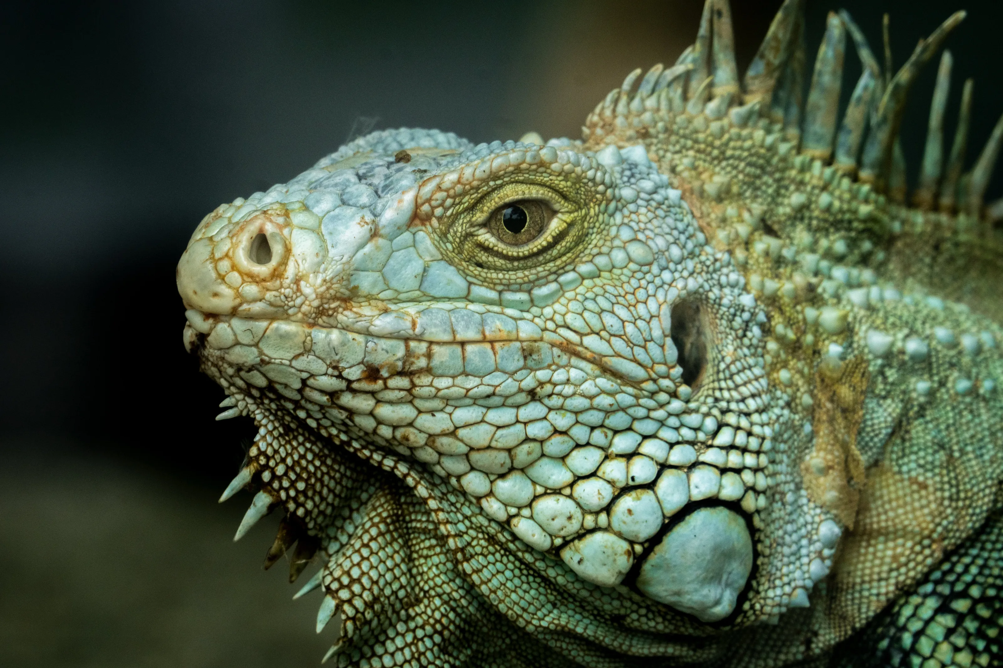 Green Iguana
