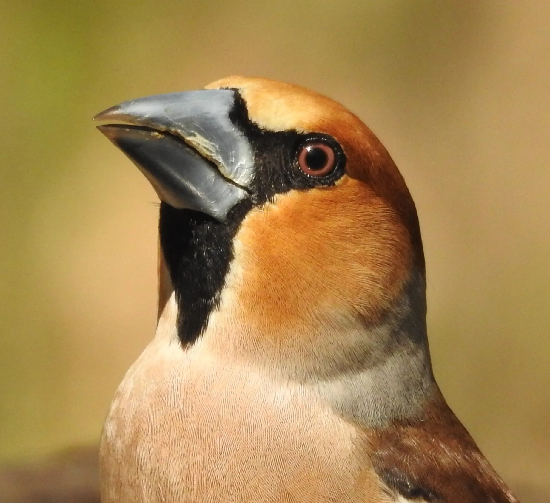 Hawfinch