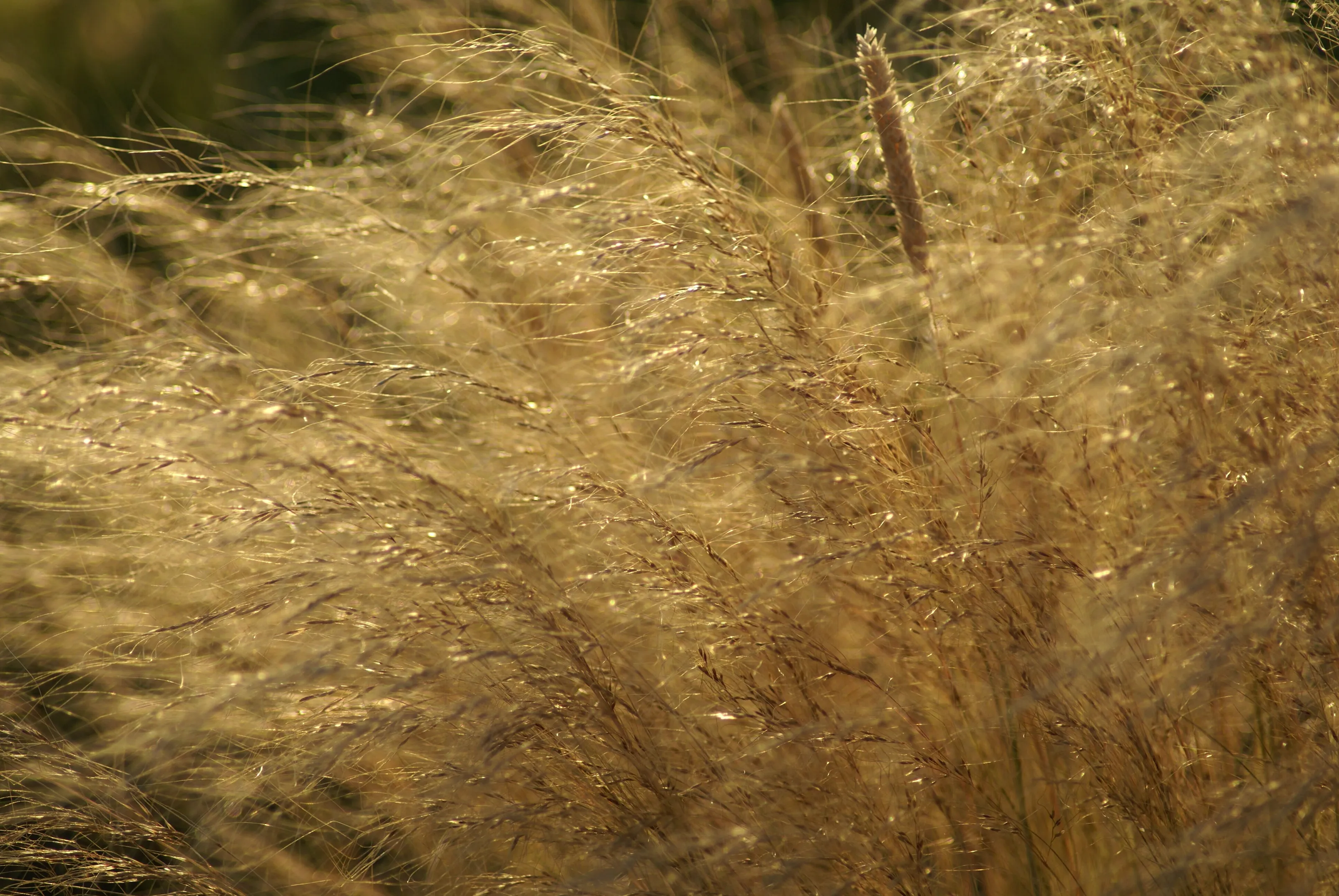 Grass at sunset
