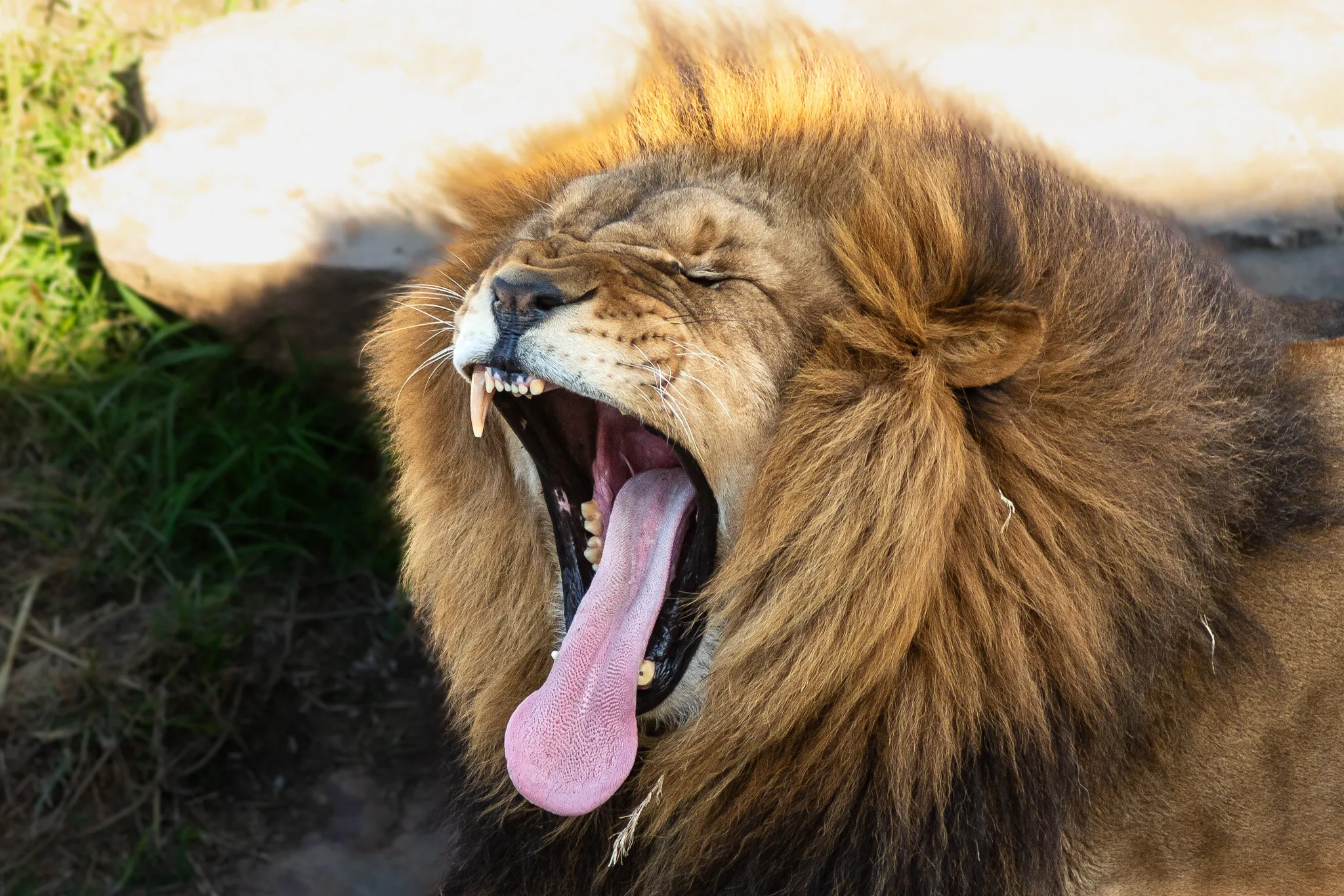 A yawning lion