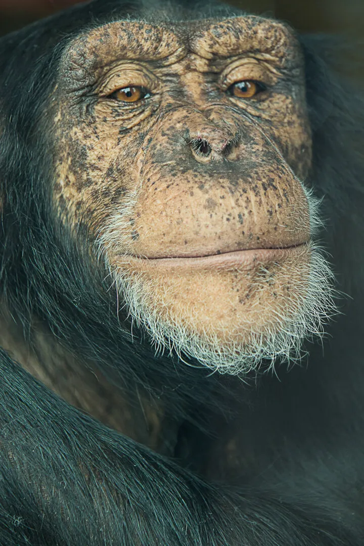 Chimp Portrait 01