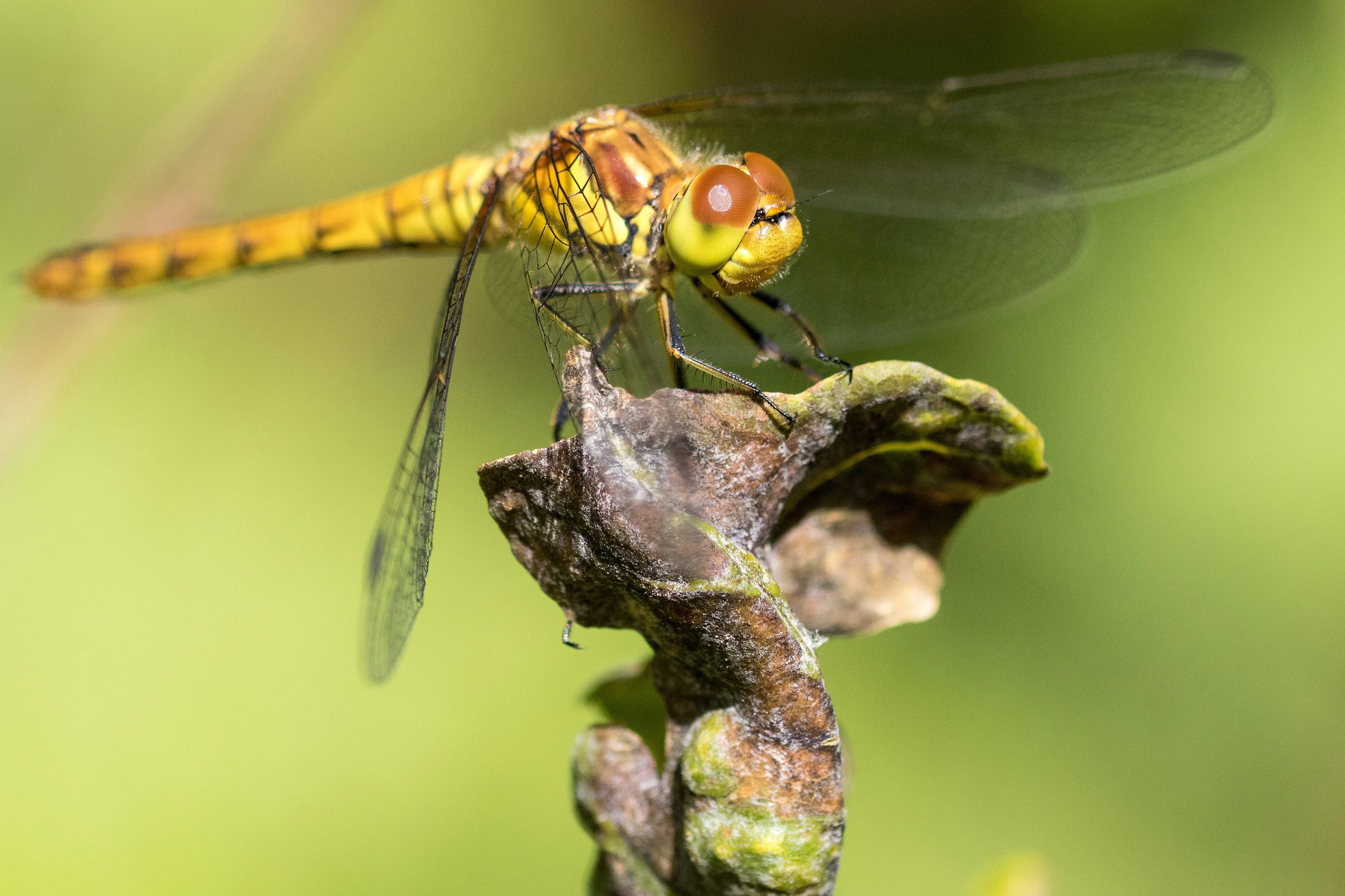 Brown Hawker