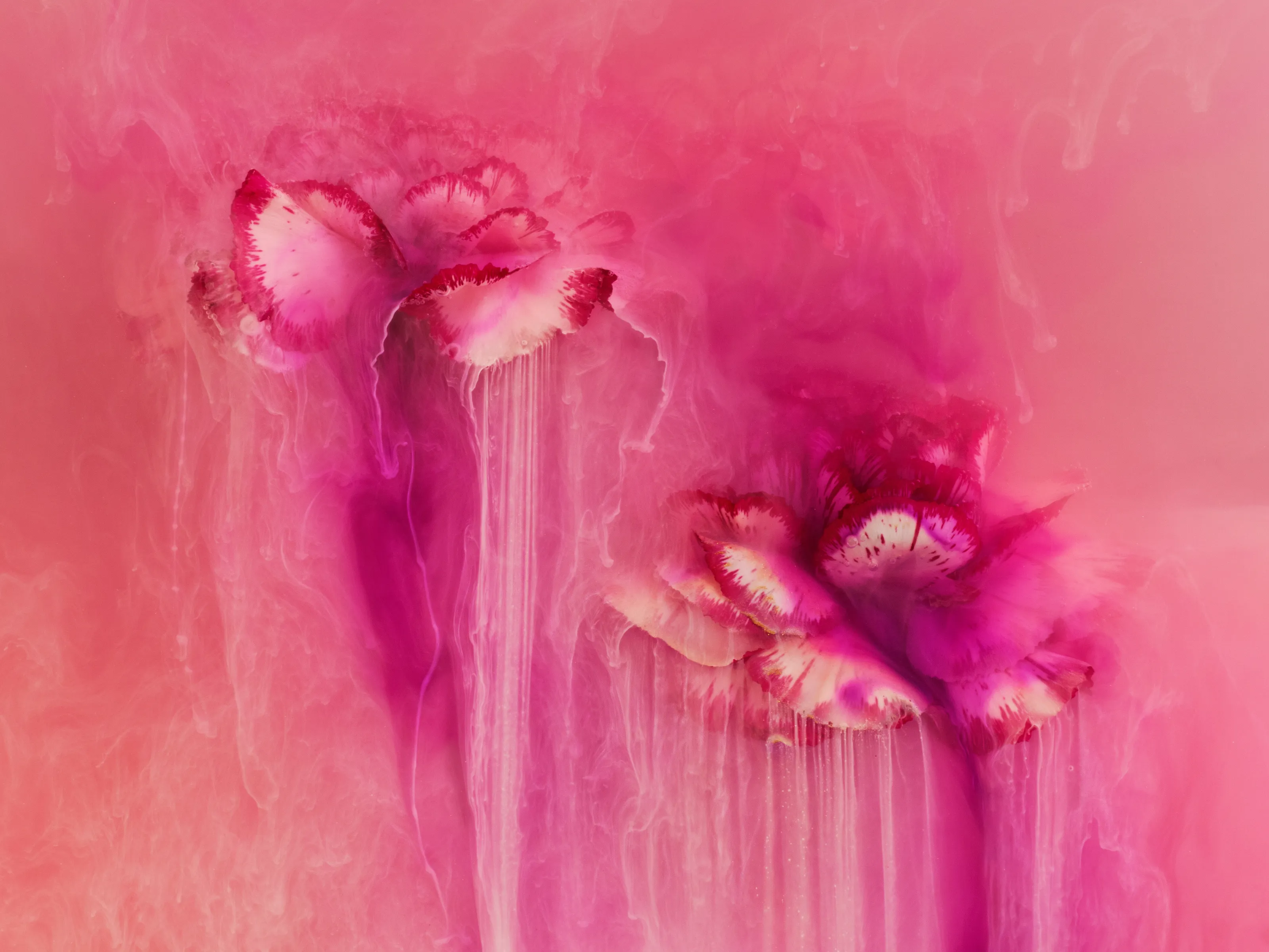 Re  Ink Carnation