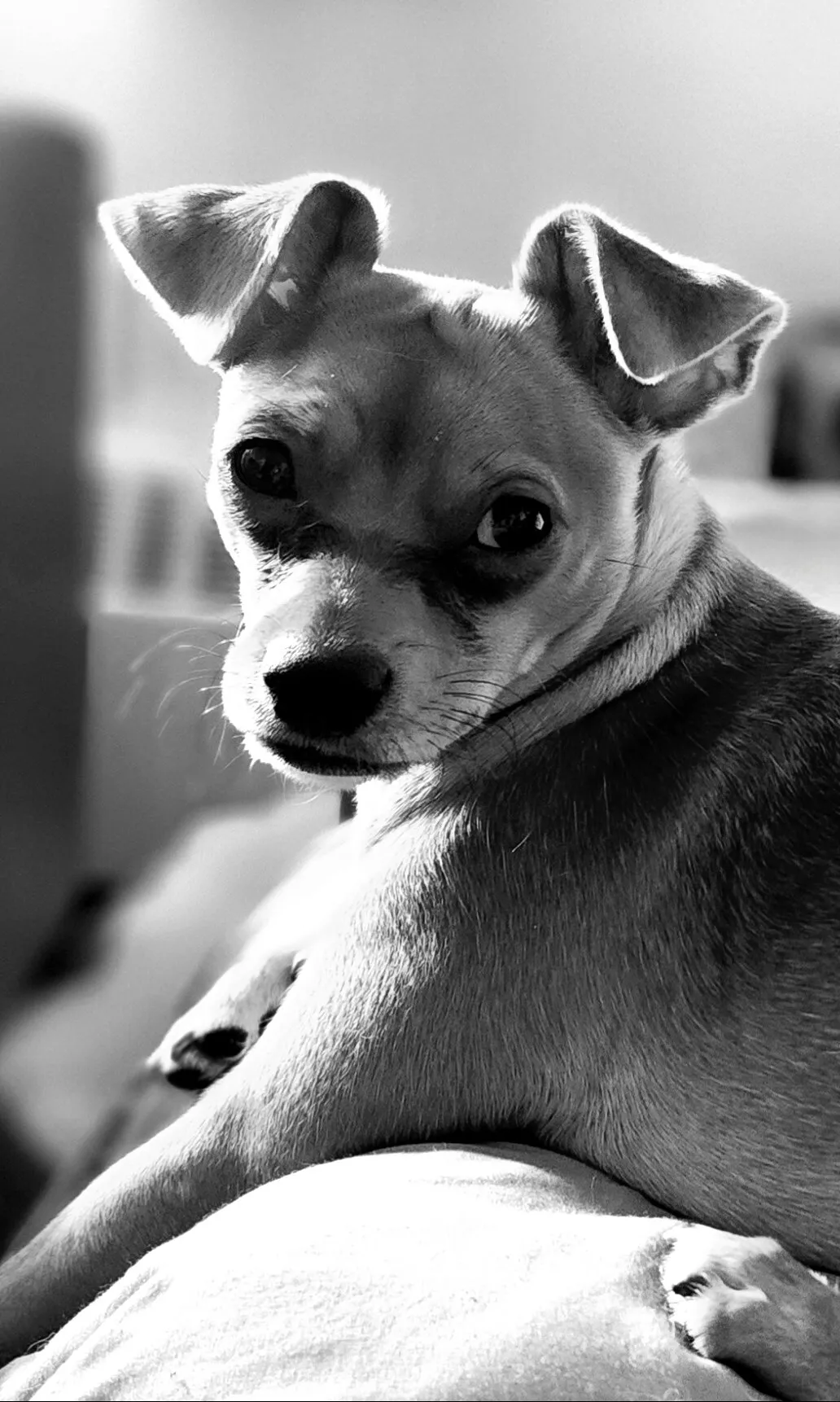 Taffy