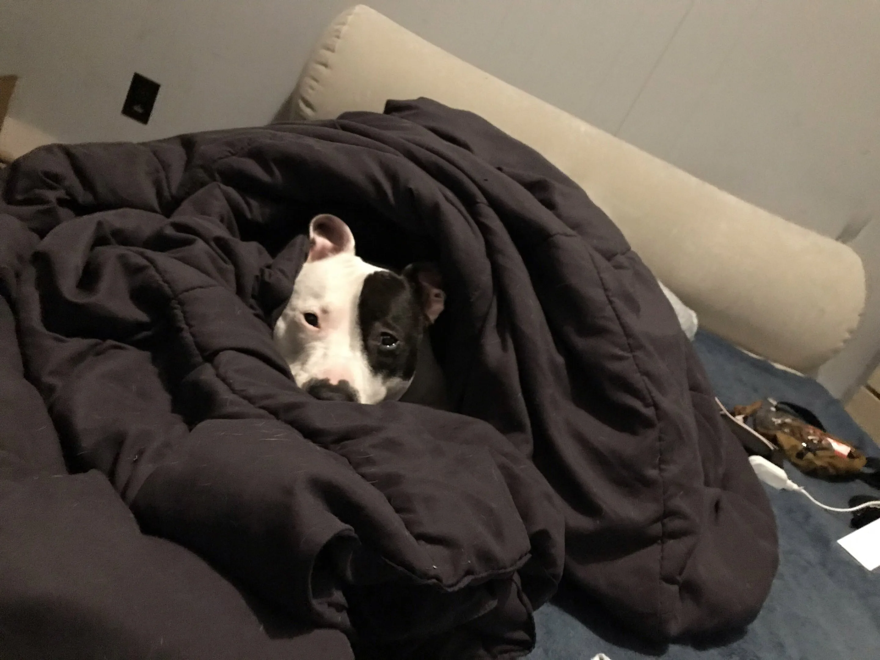 Banner image