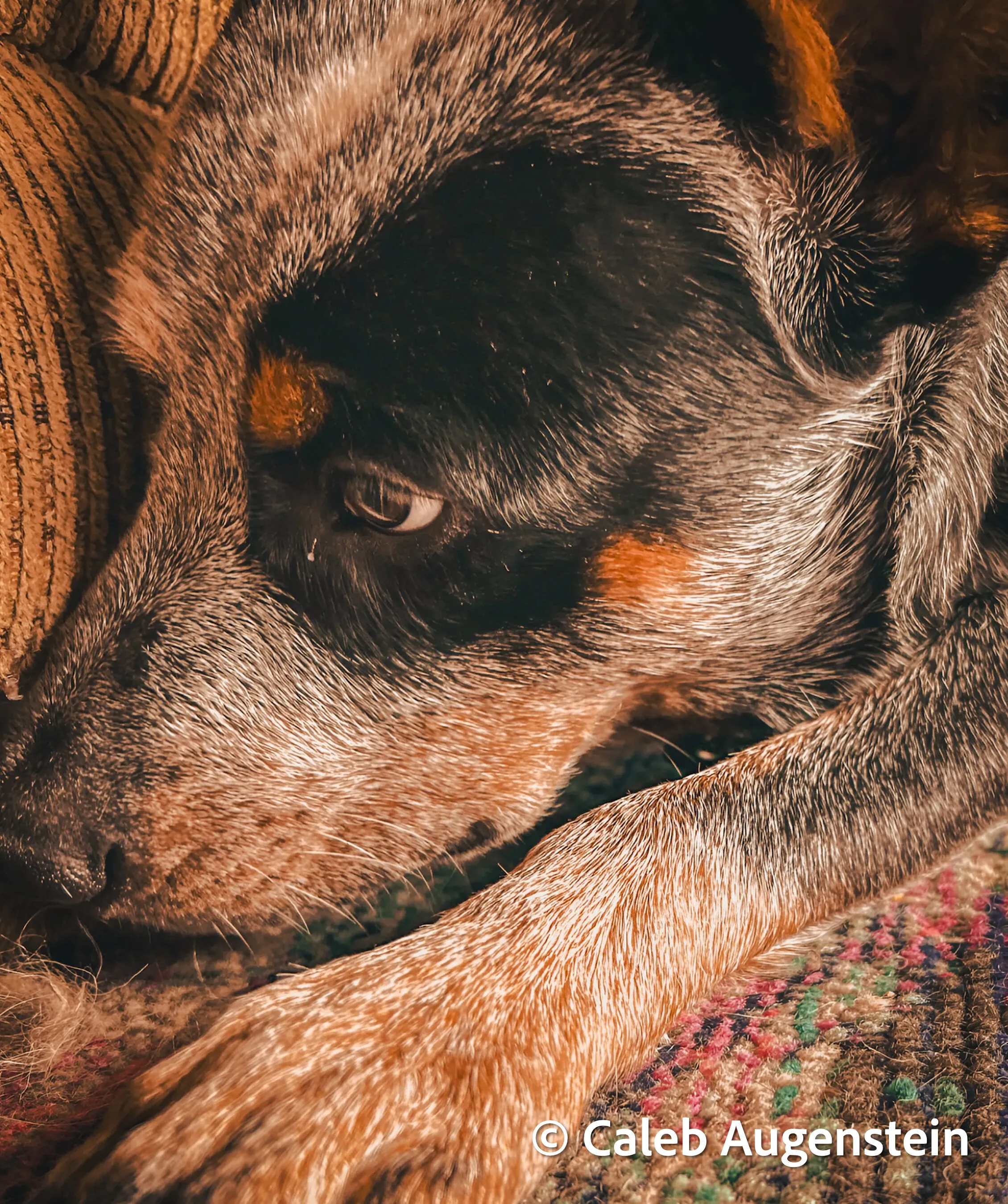 Dog