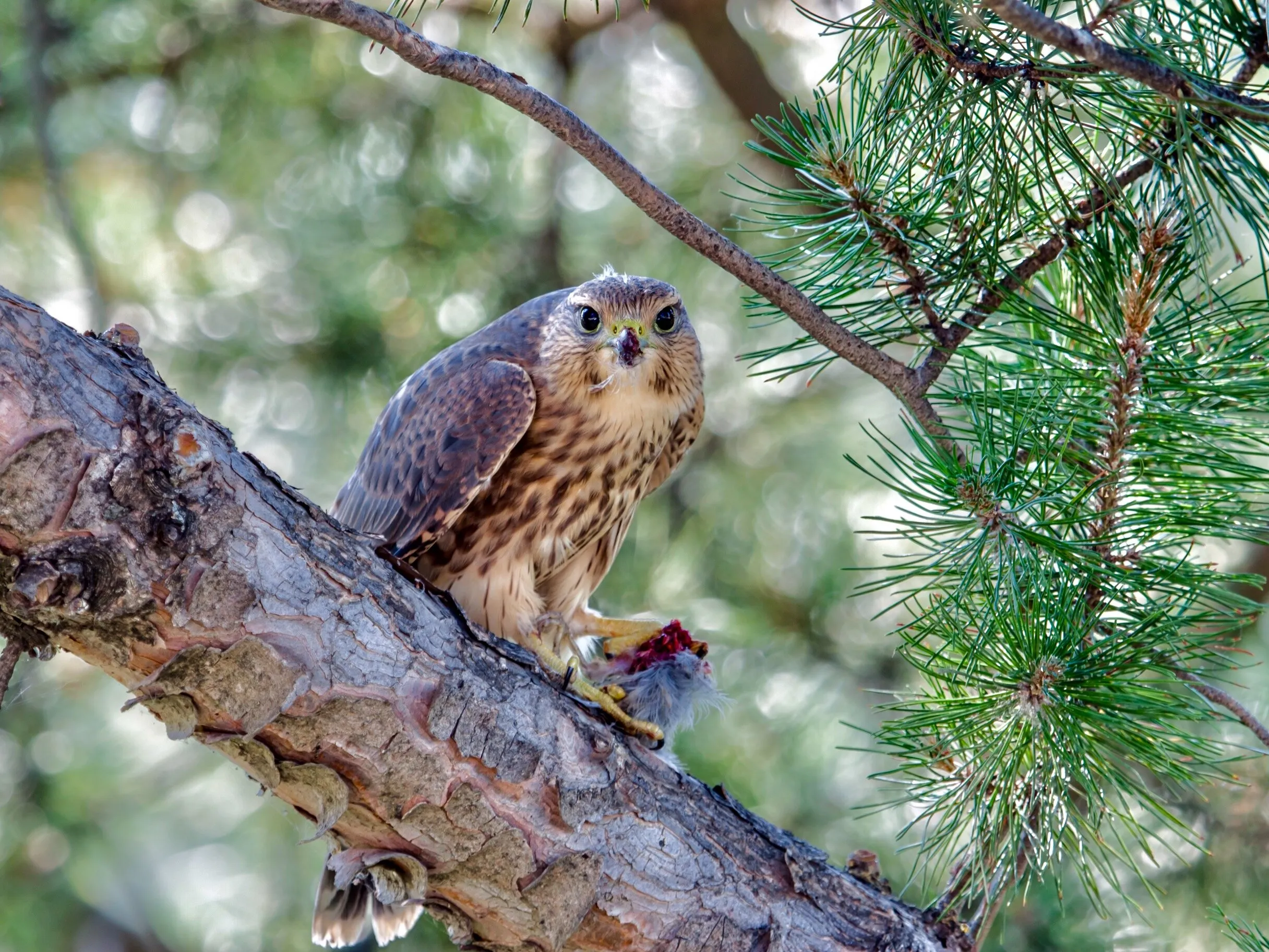 Merlin having lunch