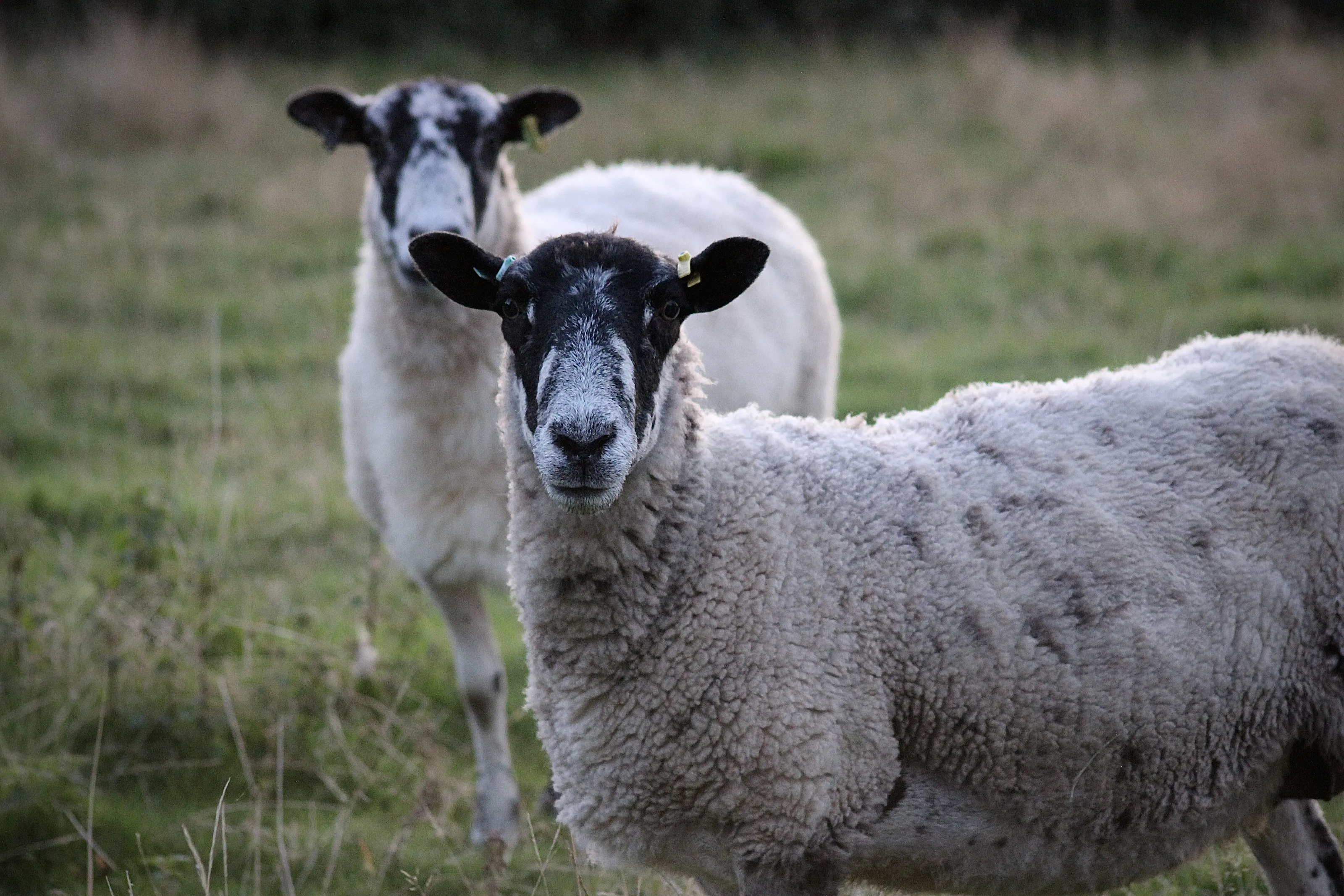 Sheep