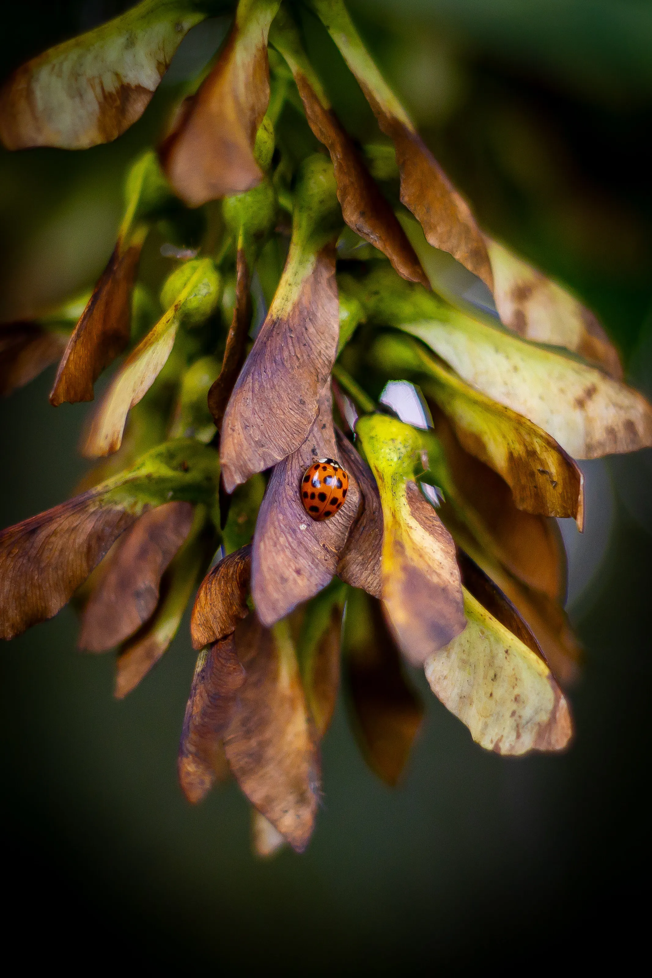 Ladybird on a helicopter