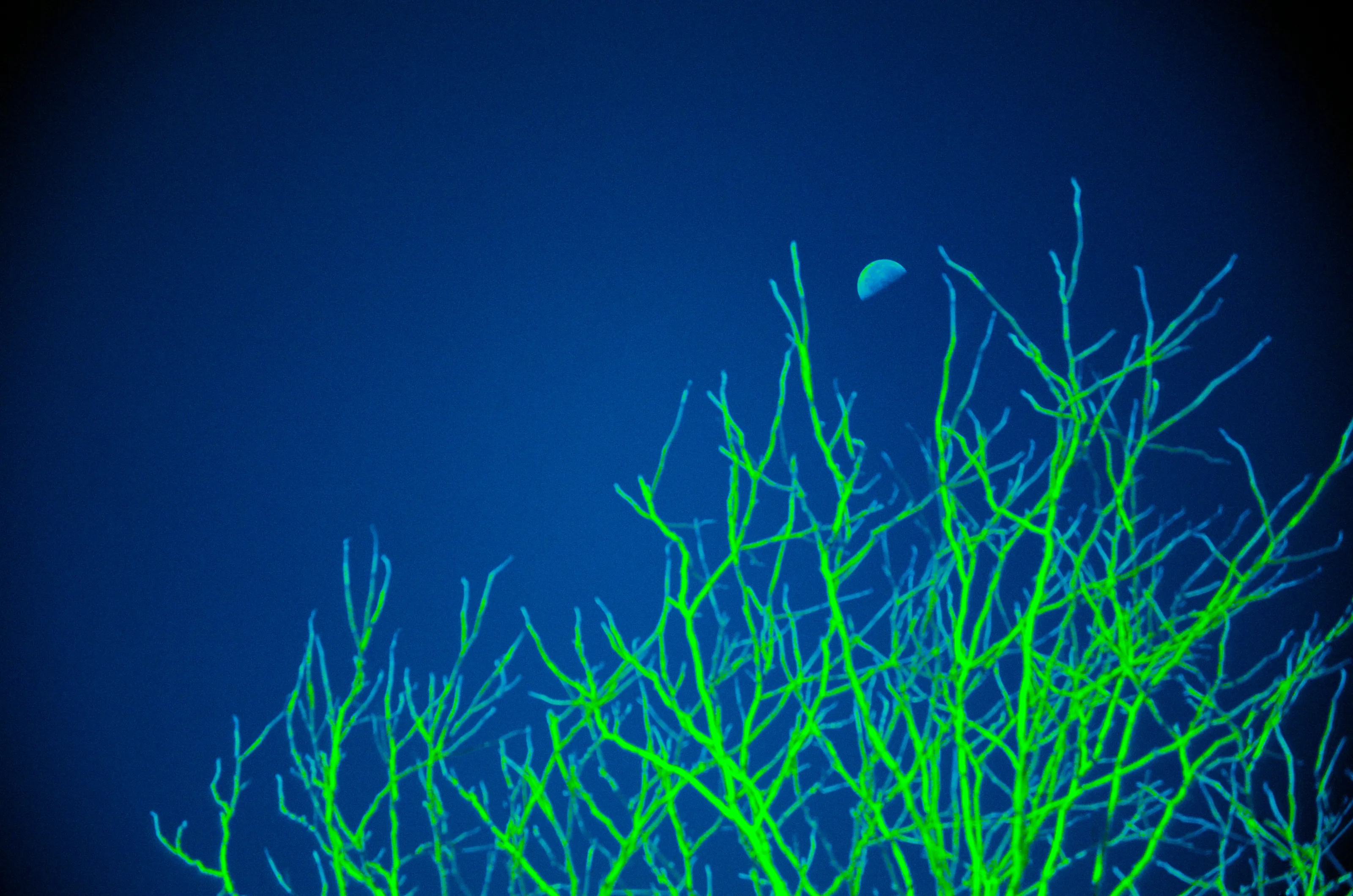 Moon in a neon tree