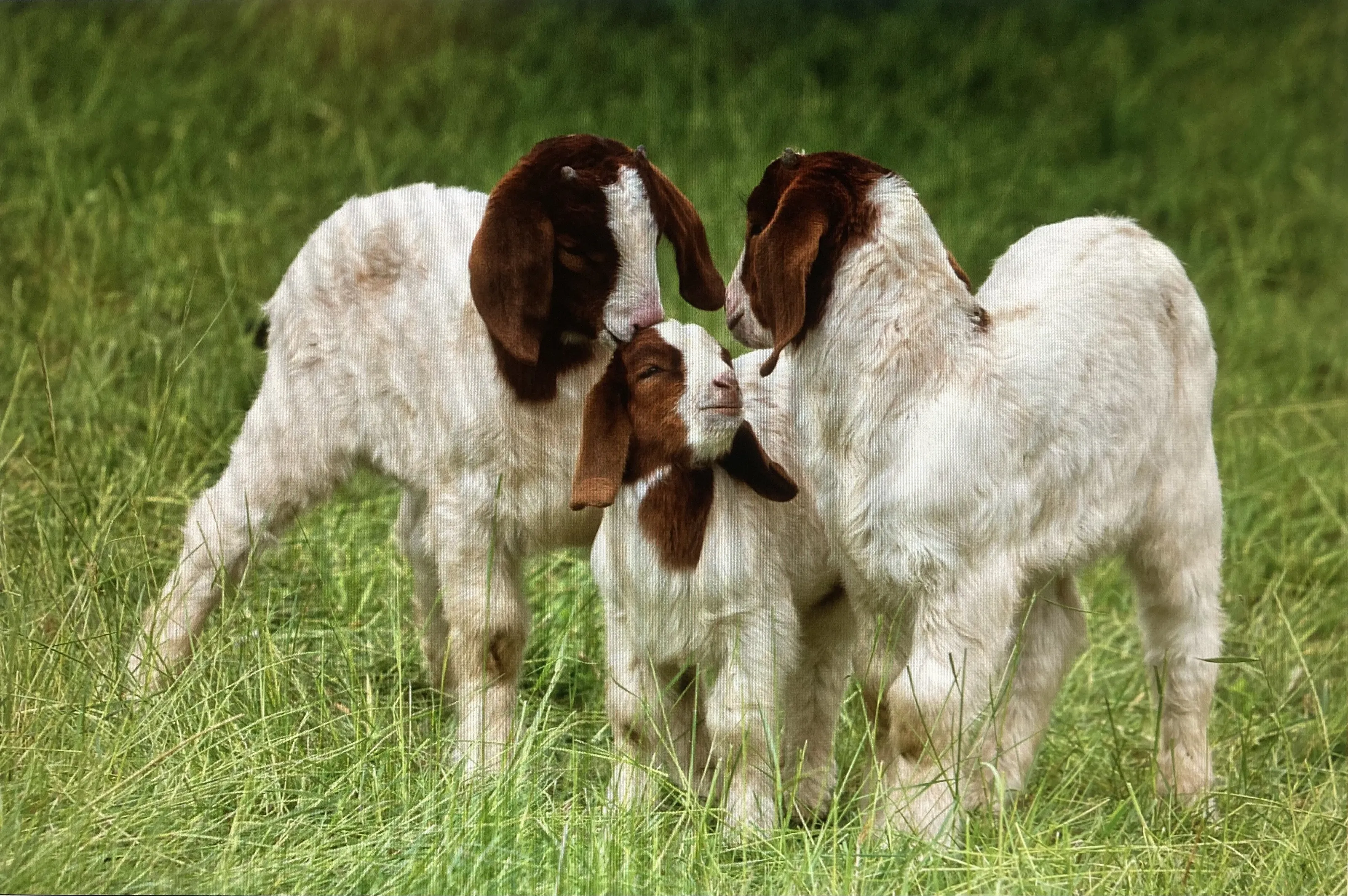 Best Friends