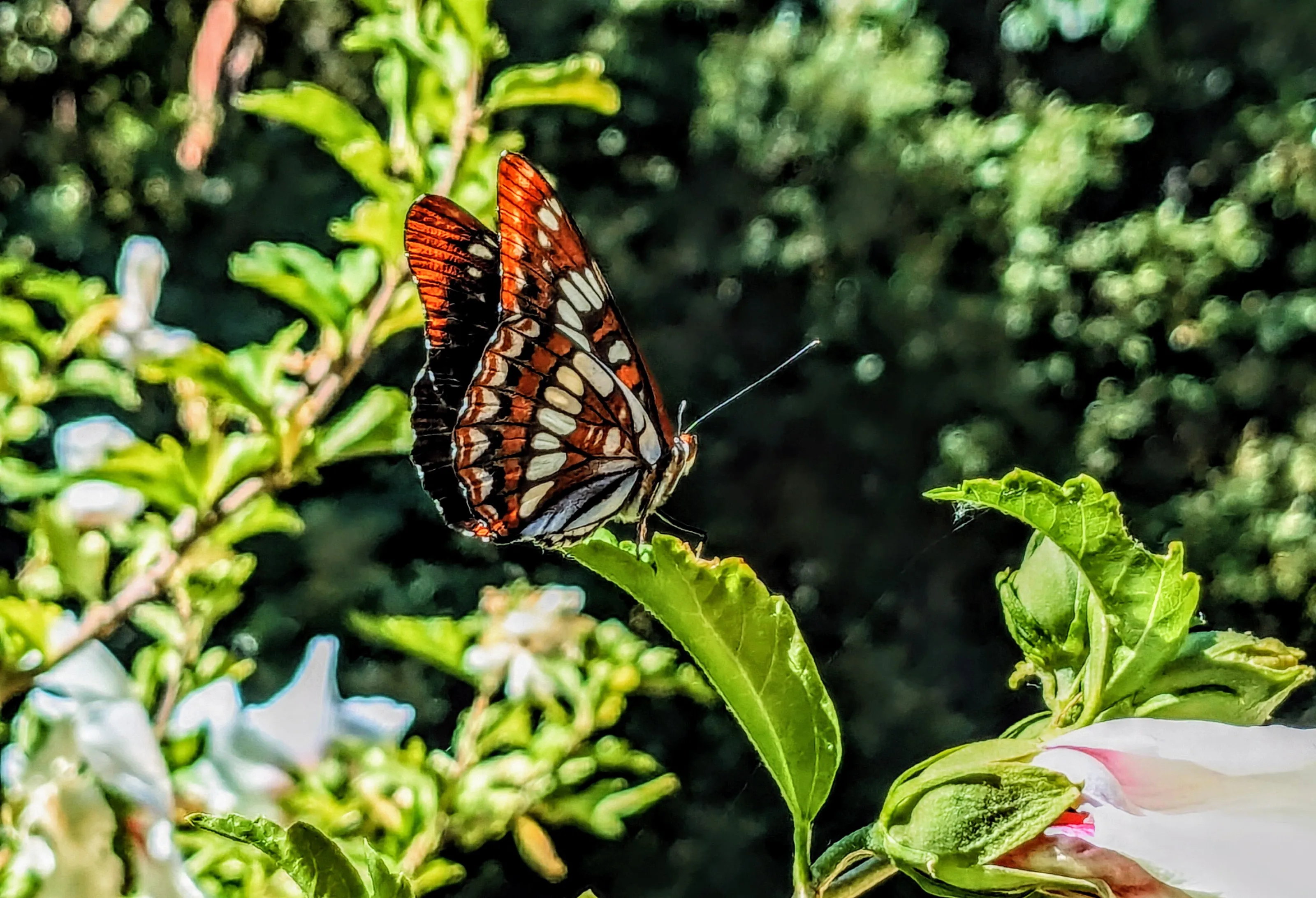 The thoughtful butterfly