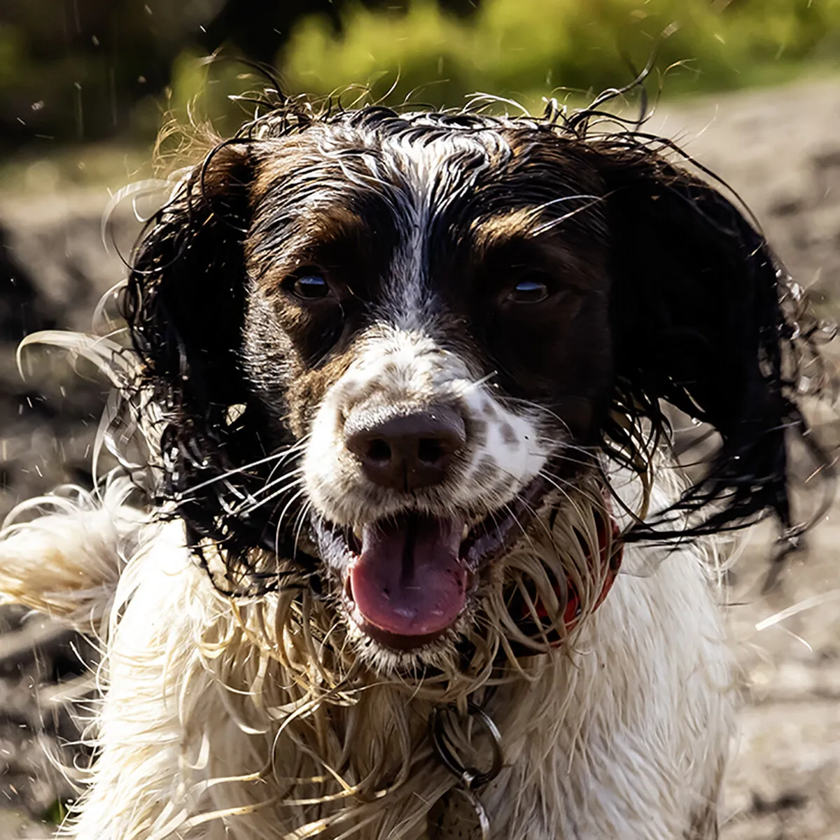 Happy Puppy