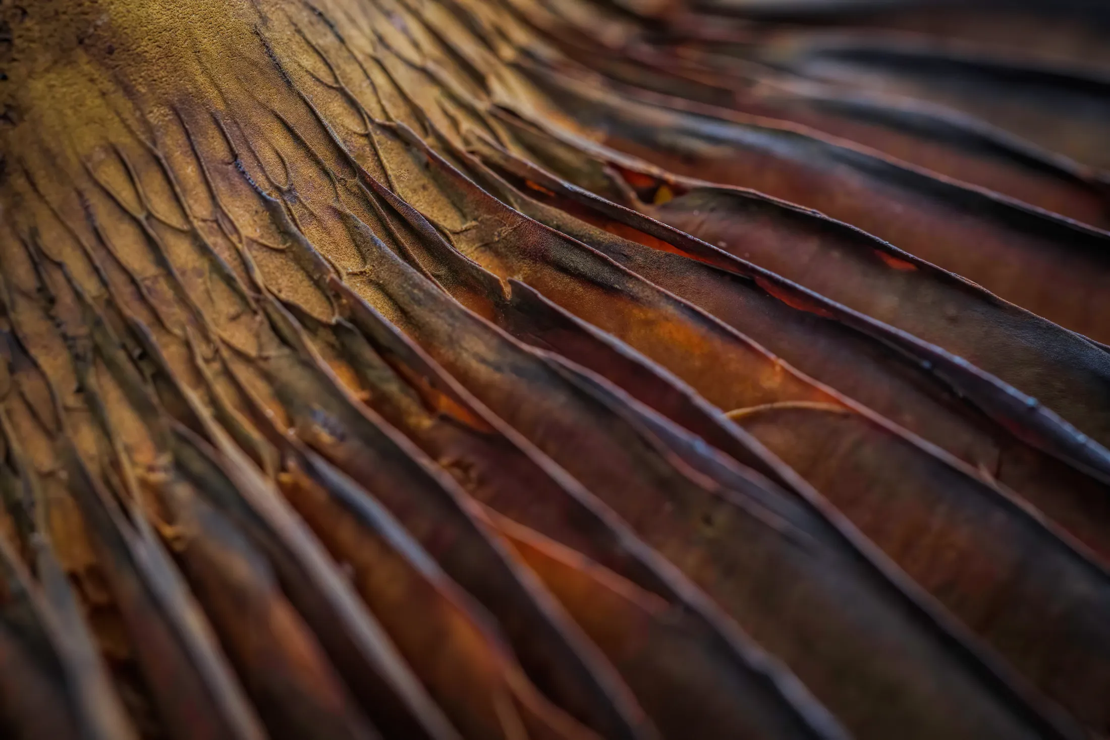 Wild Mushroom Gills