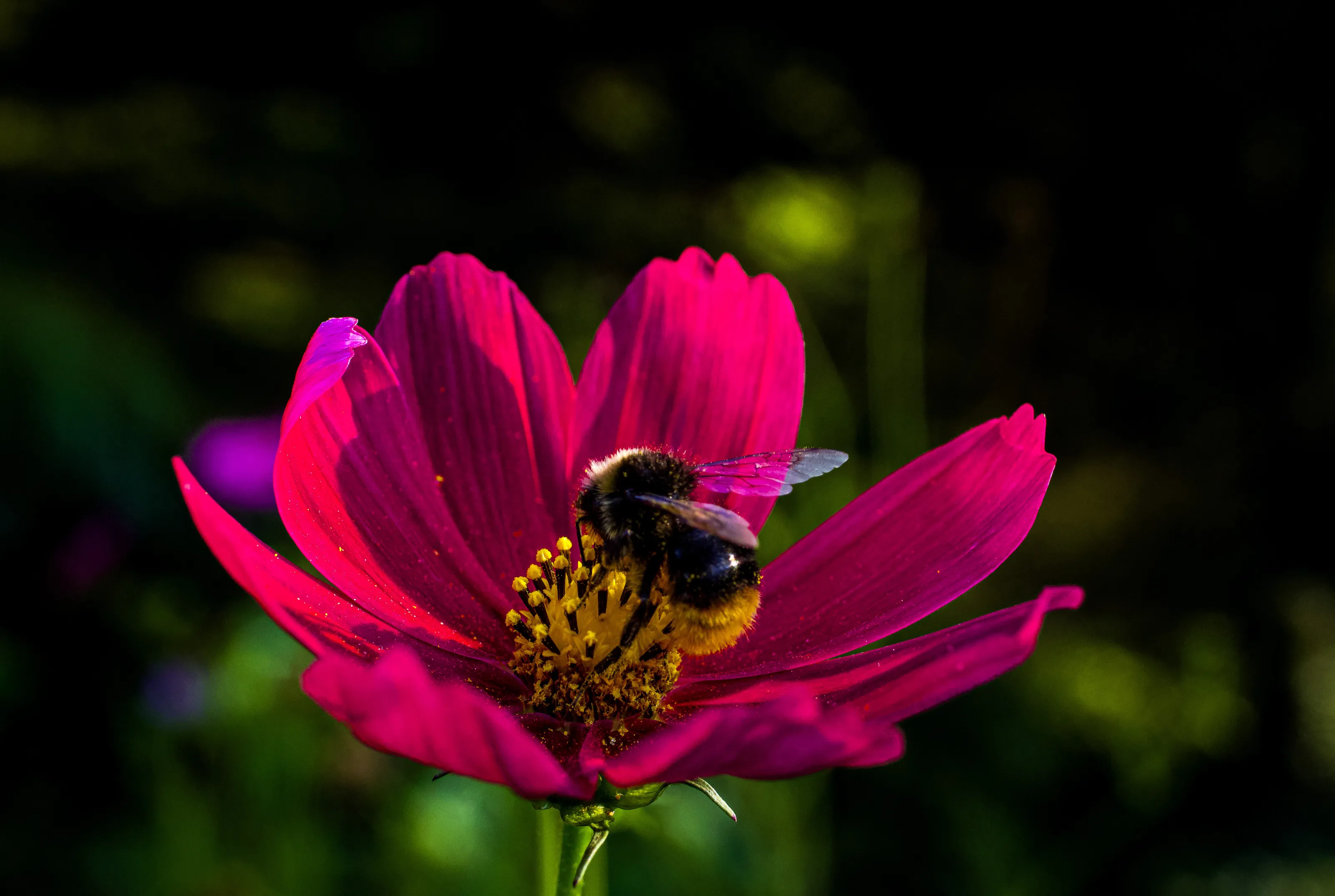 Feast on the meadow