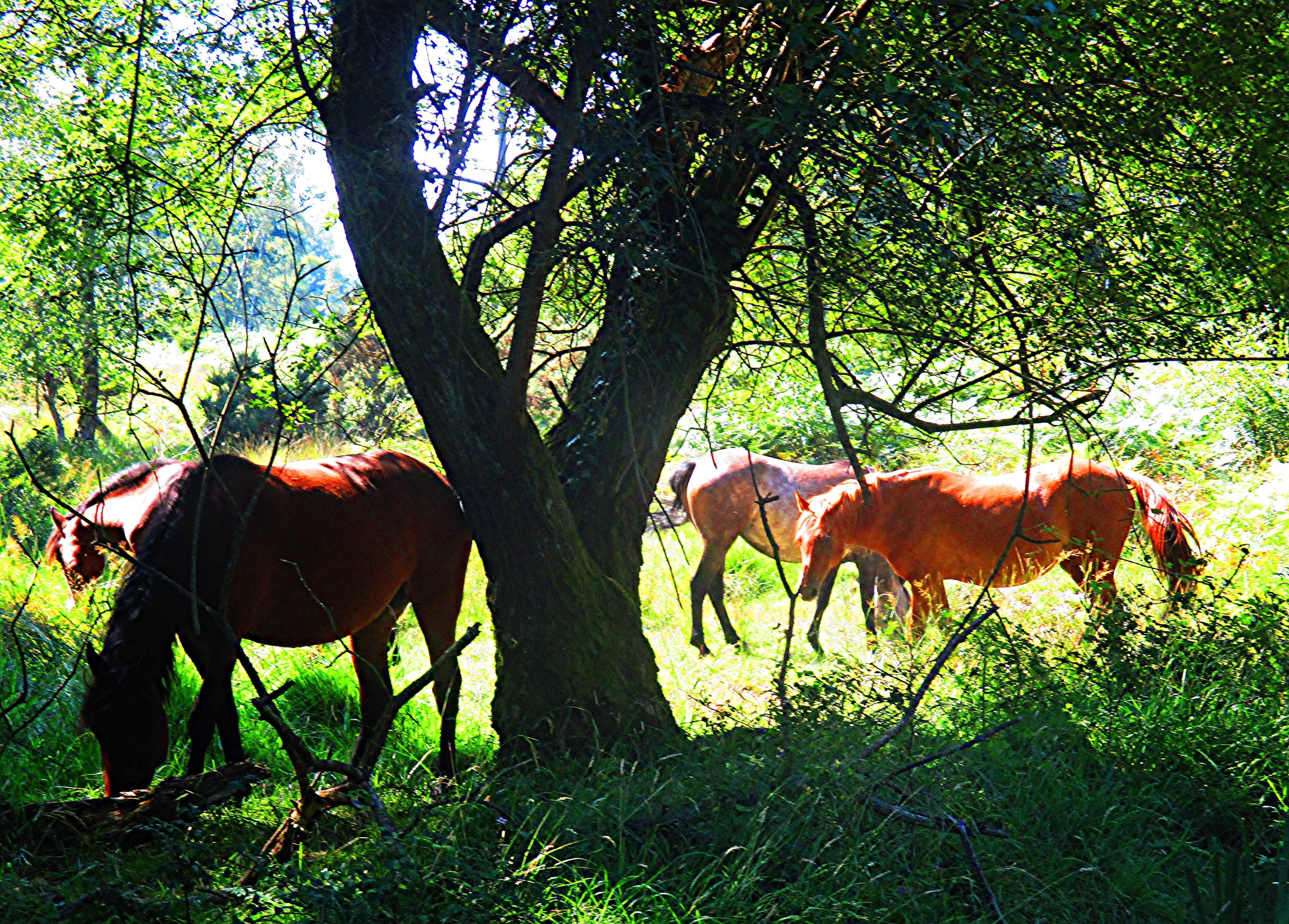 New Forest ponies in th sunlight