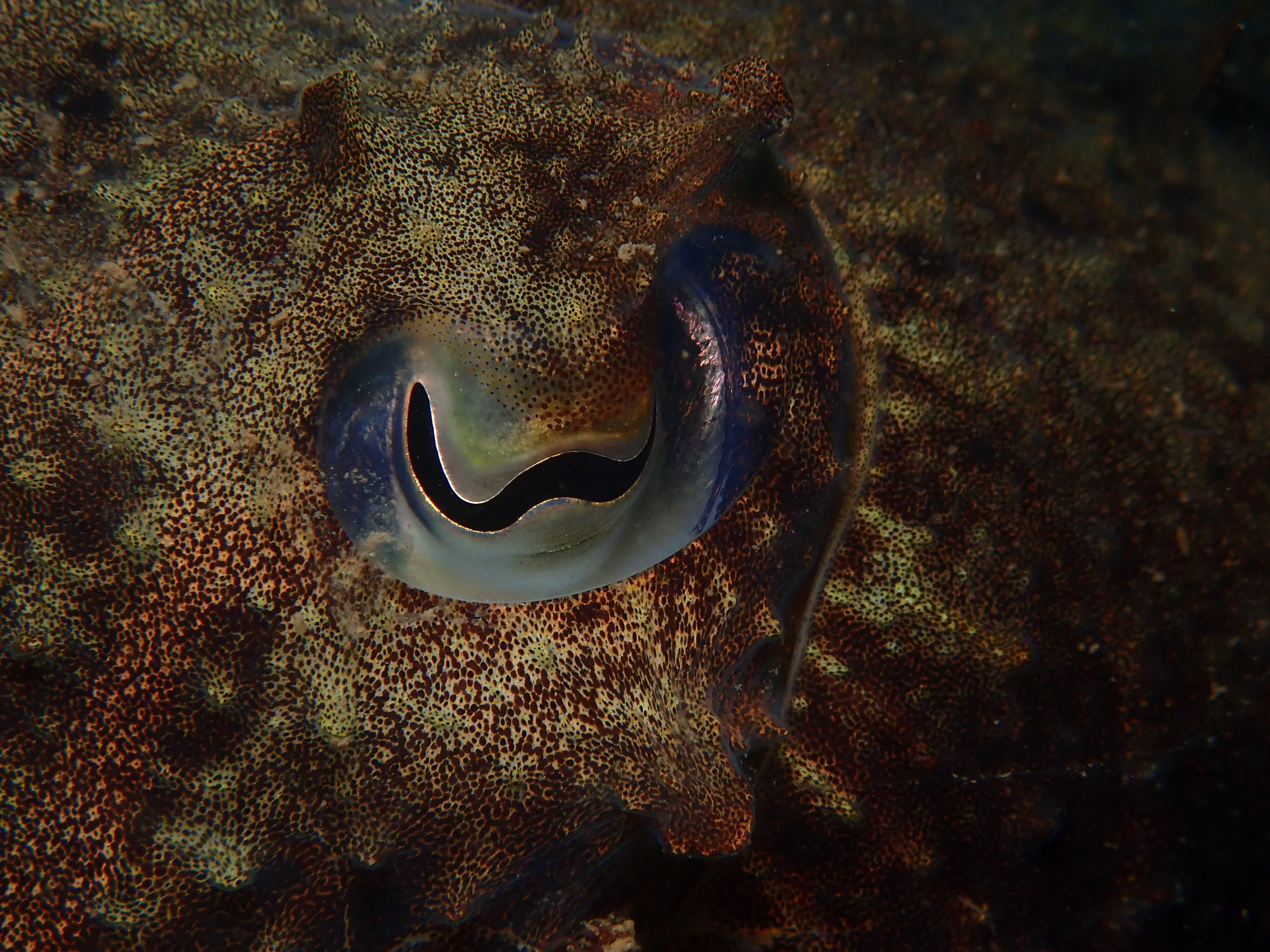 Cuttlefish eye UK Diving