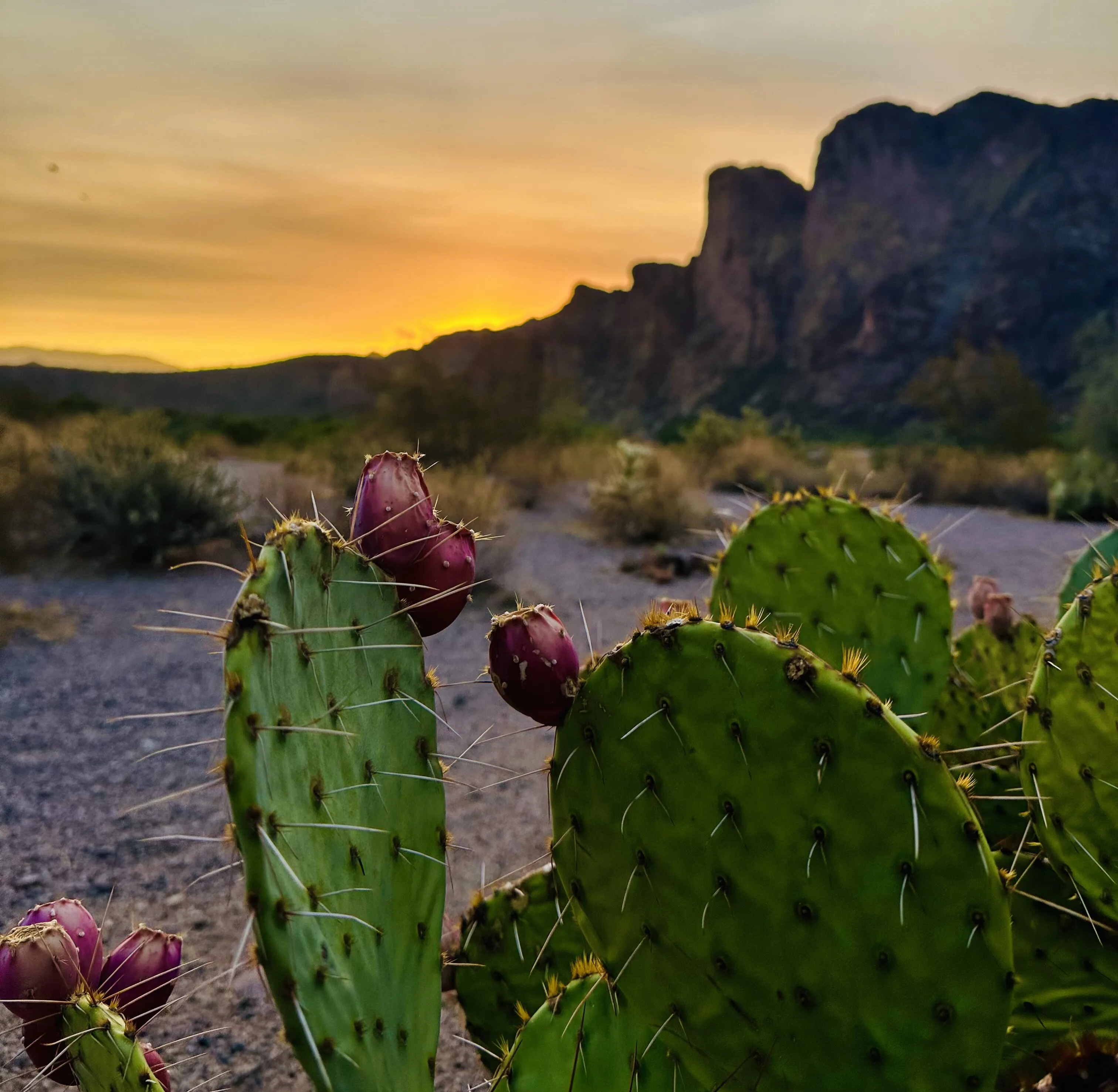 Arizona sunrise