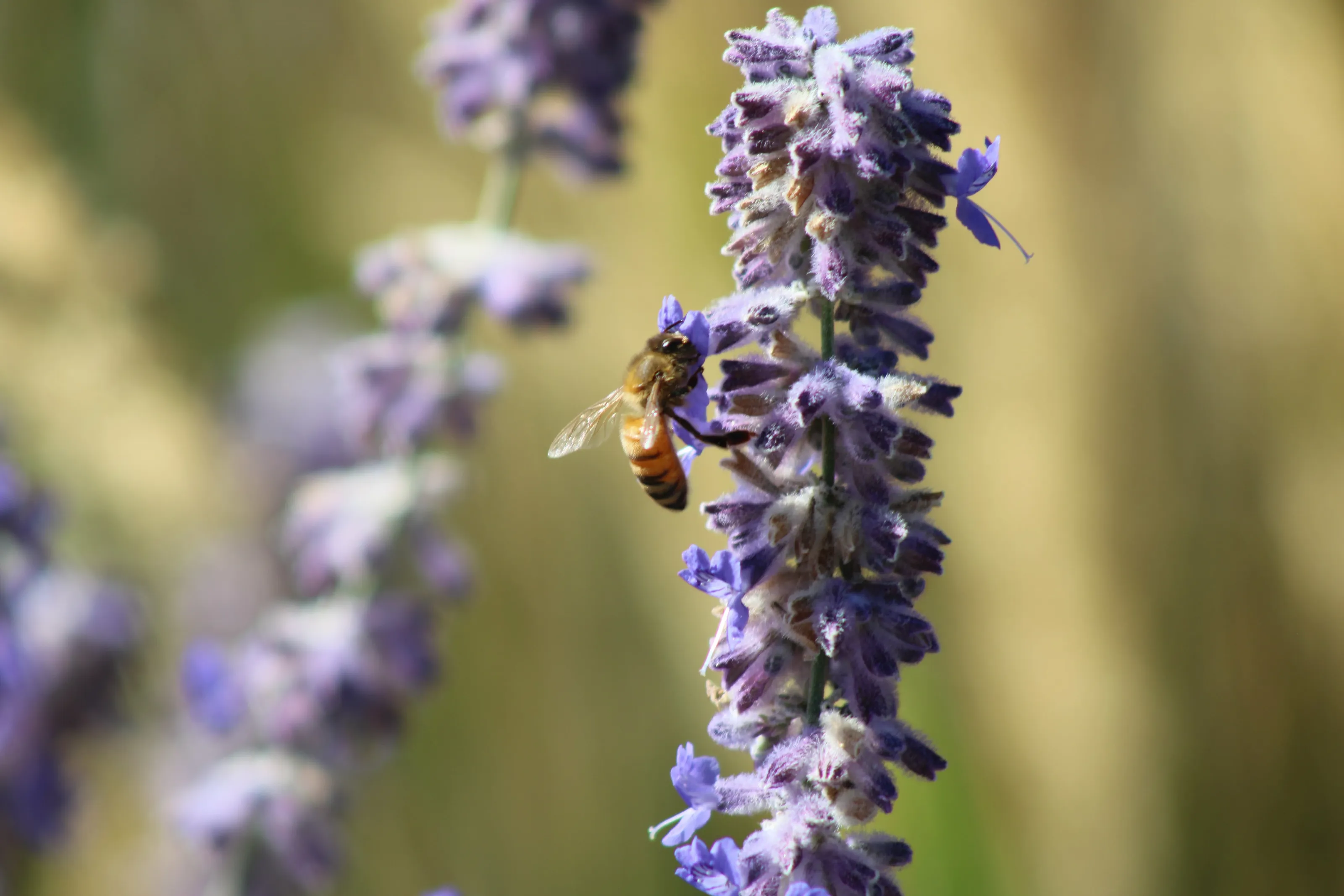 Bee
