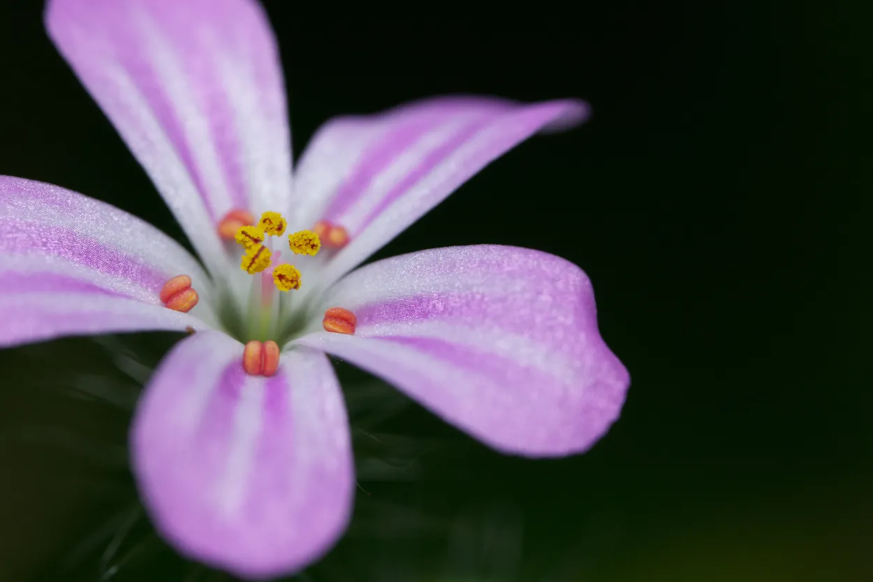 Entry 21719996