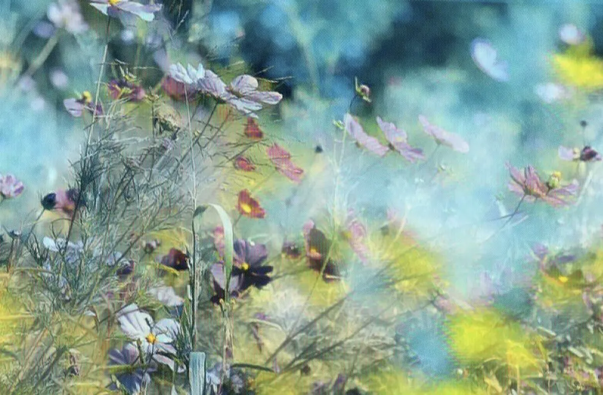 Wildflower field