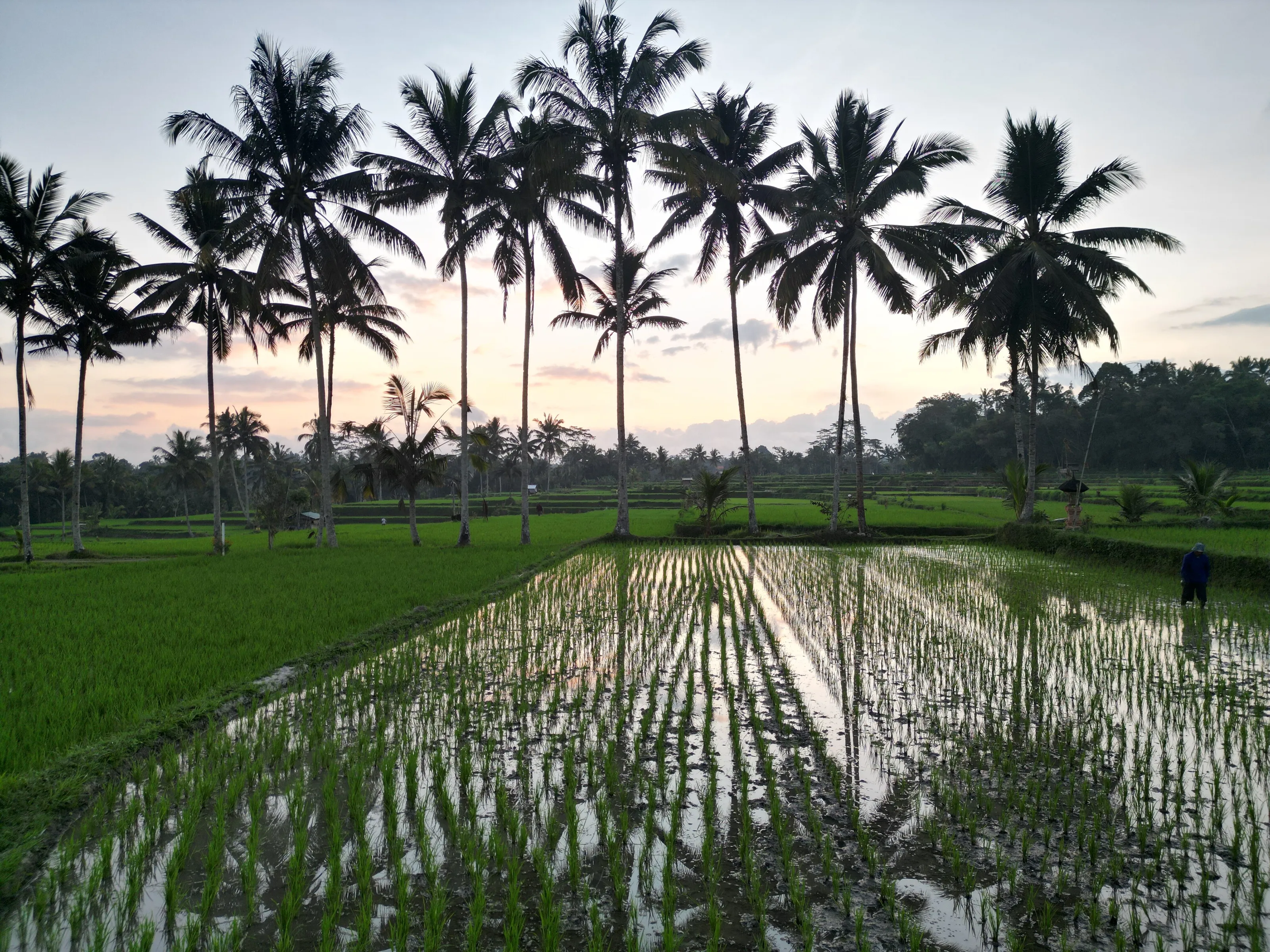Bali