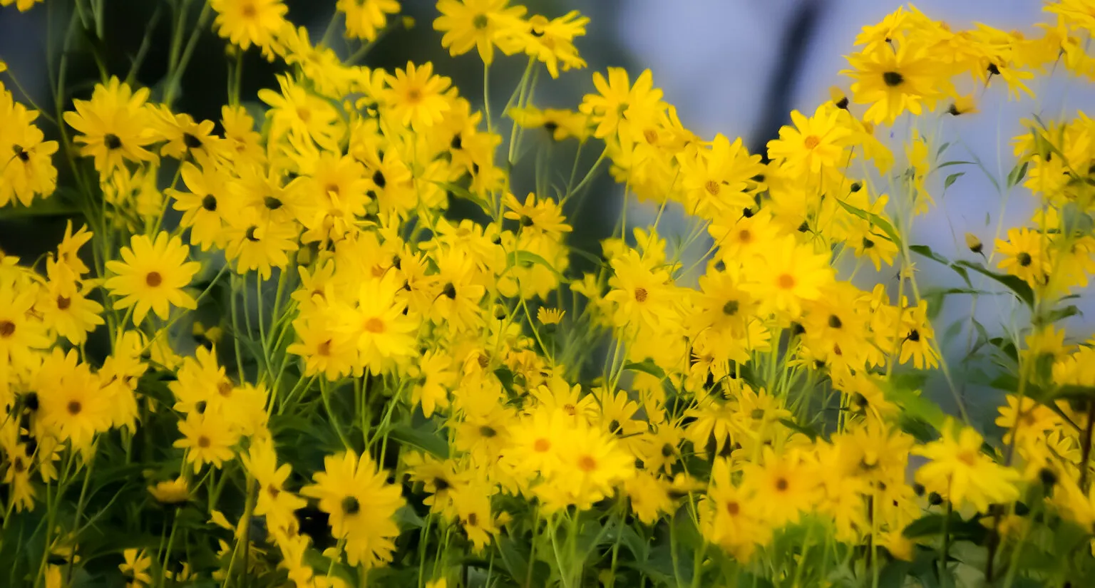 Dreamy daisies