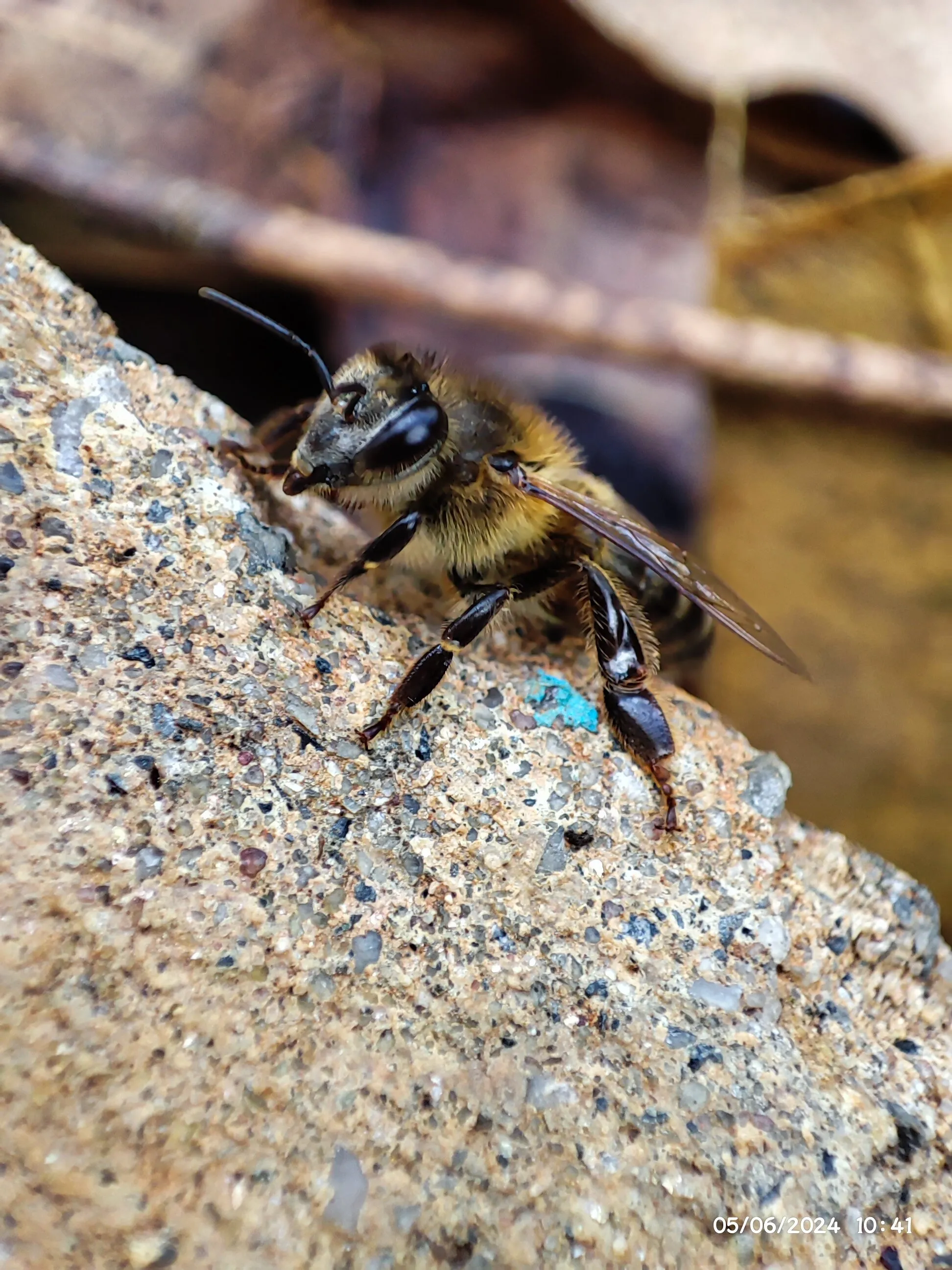 Little bee