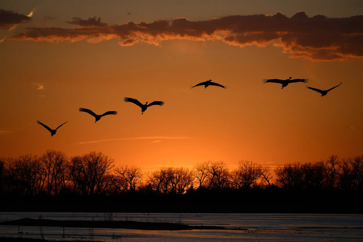 Entry 22657245