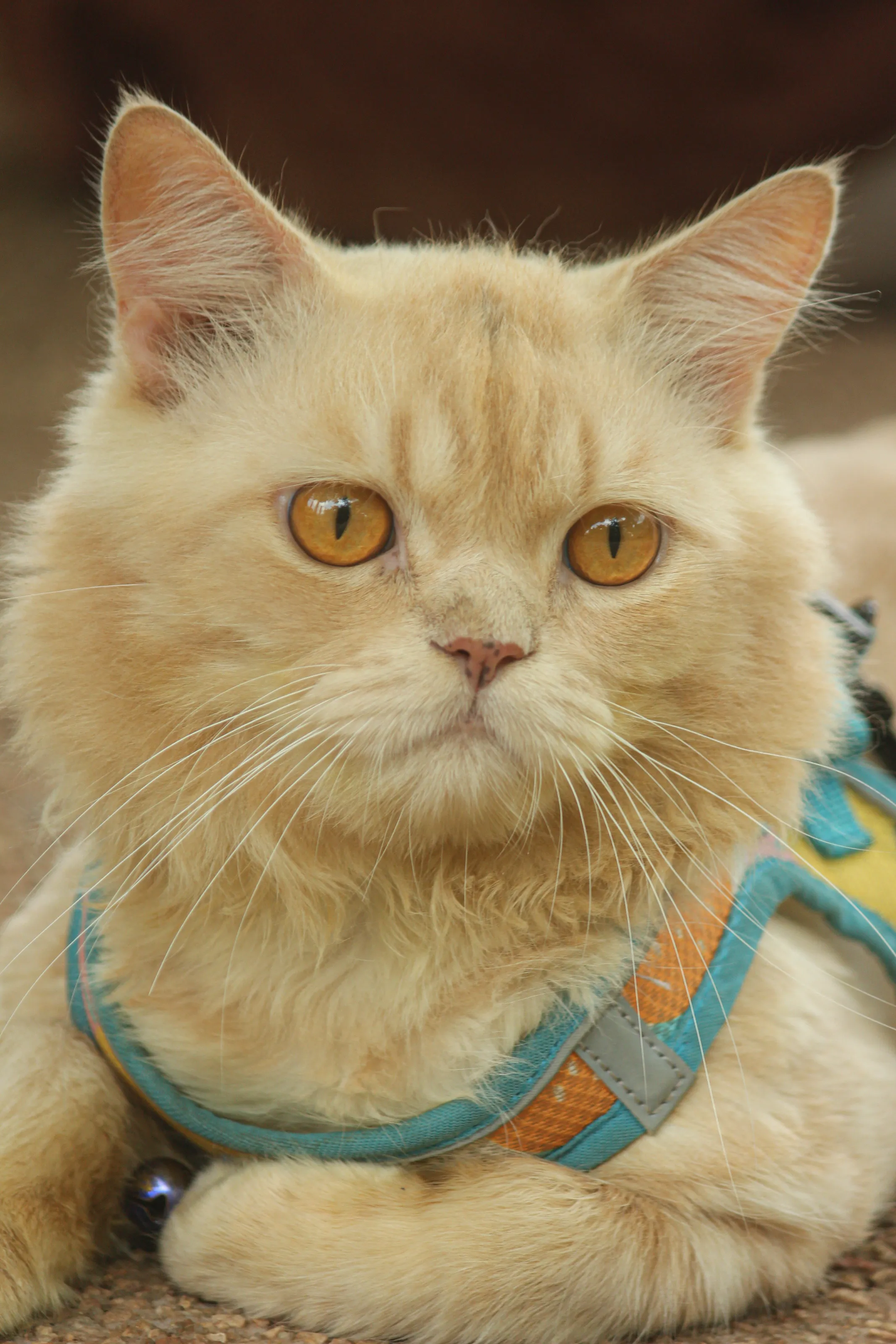 Cute kitten with beautiful expression