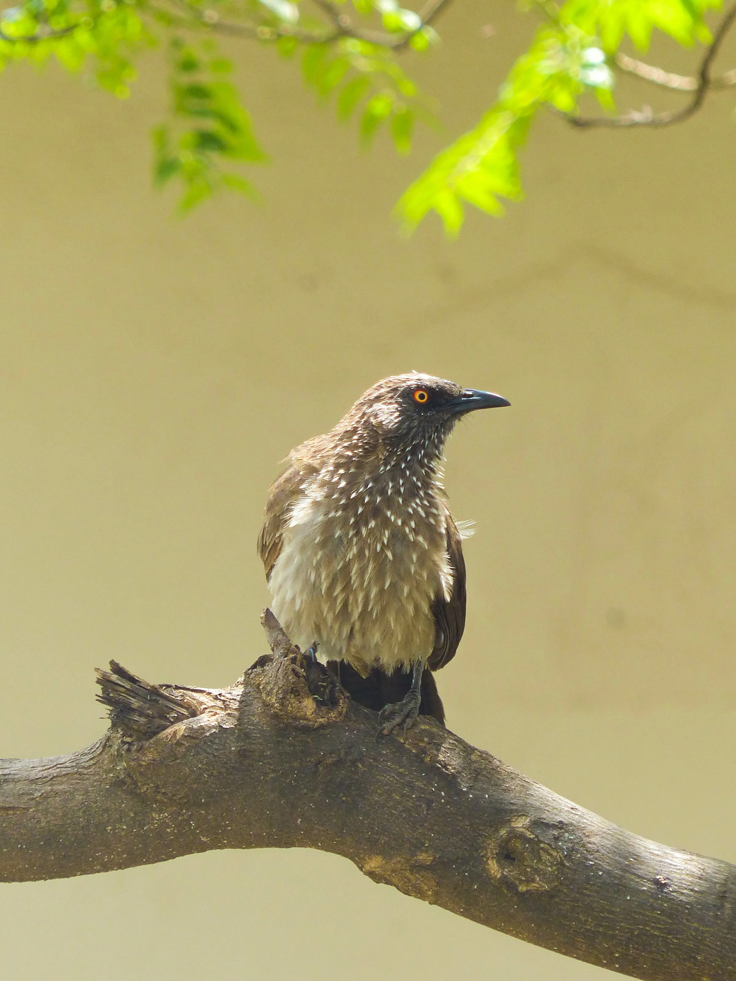 Arrow-marked babbler