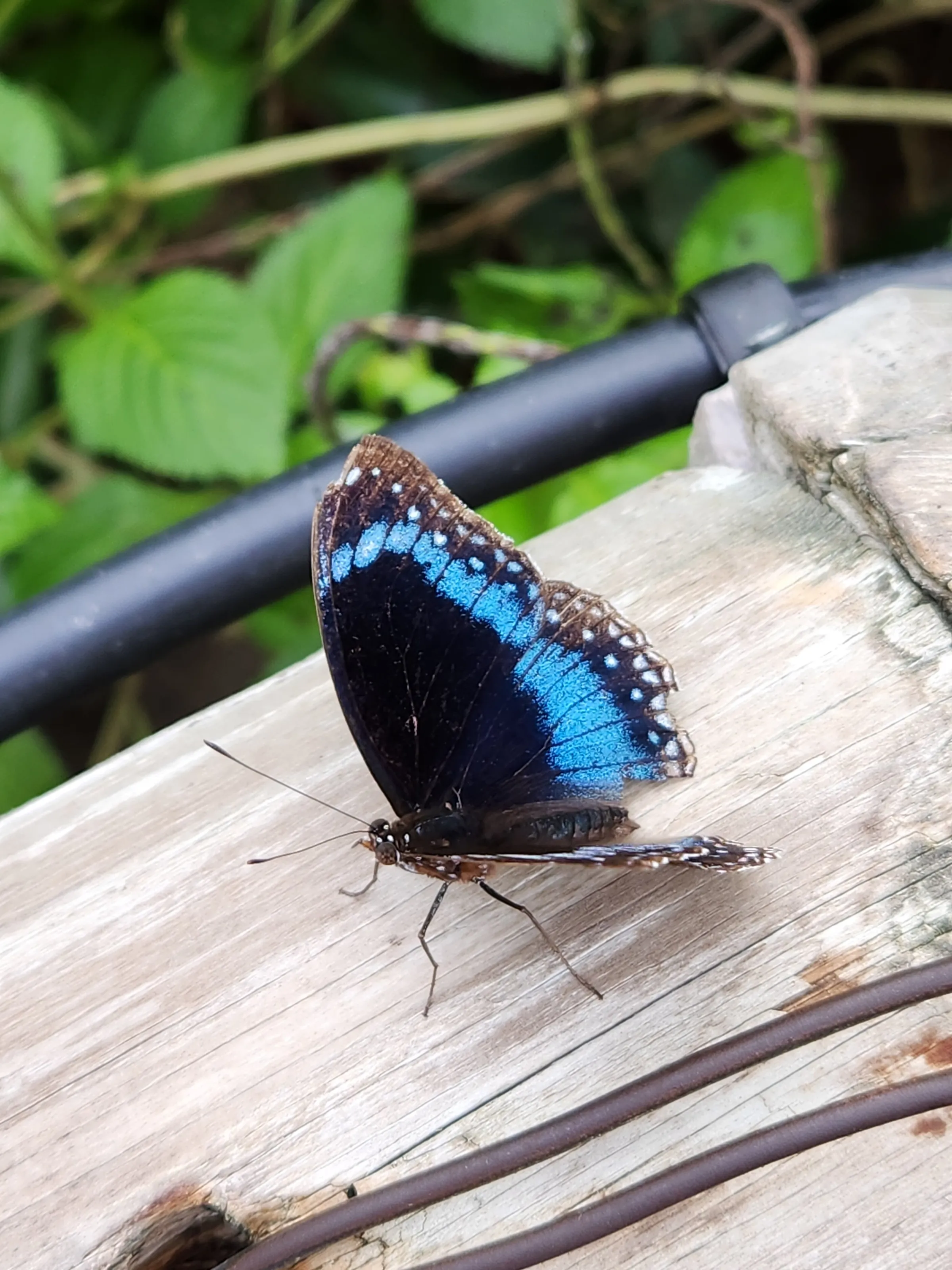 Blue Butterfly