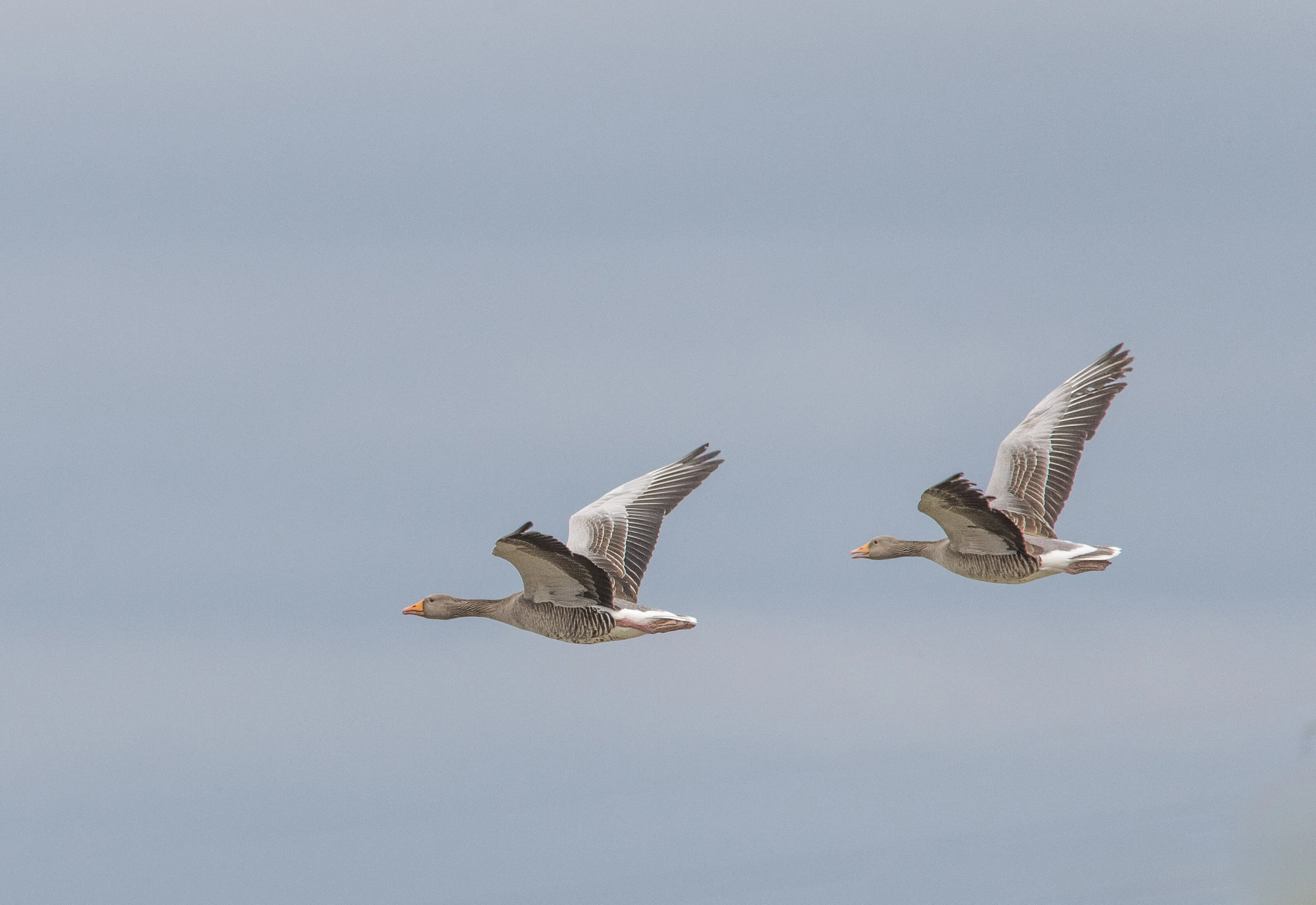 Flying Geese