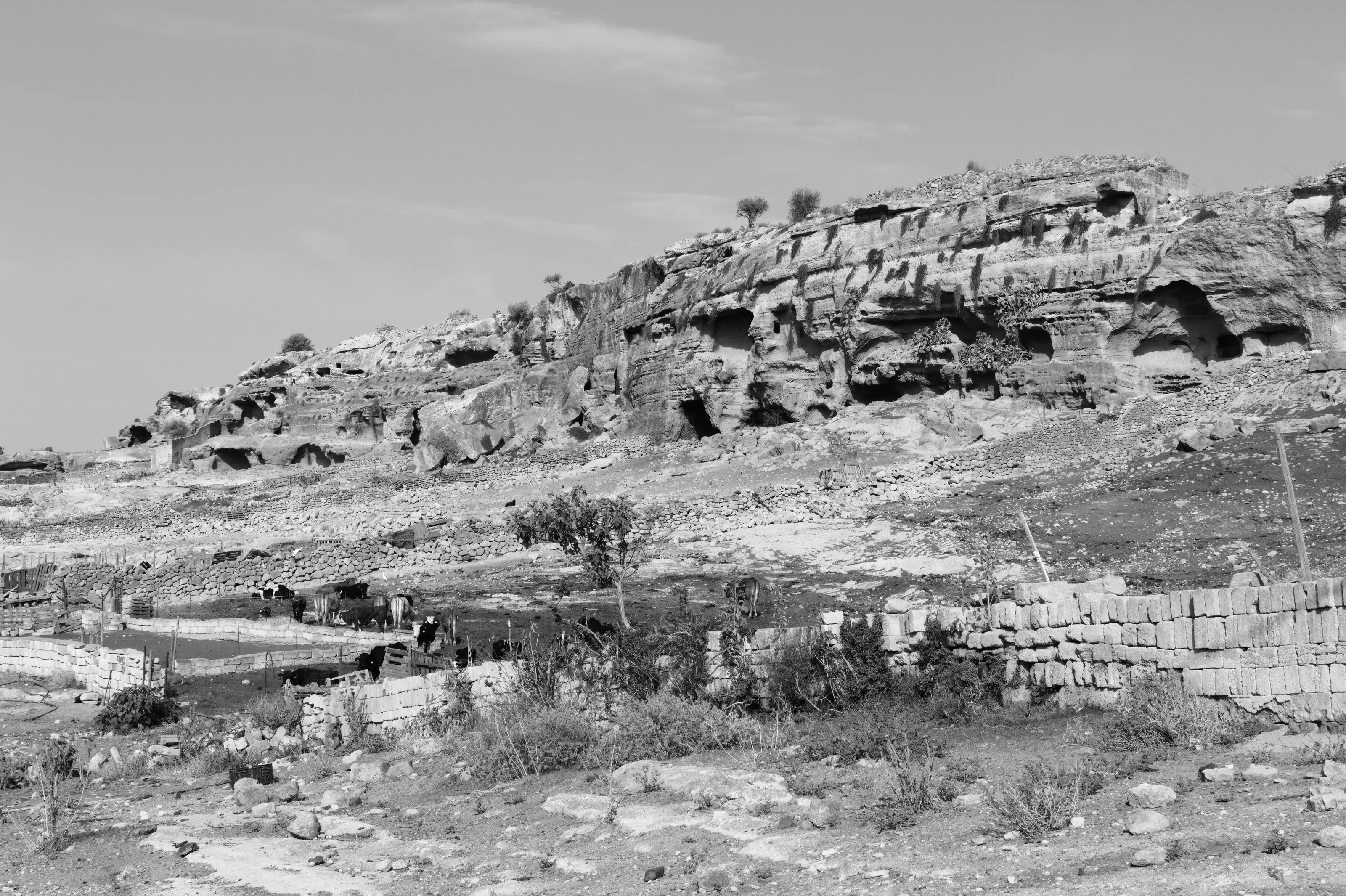 Castellana Caves and Cows
