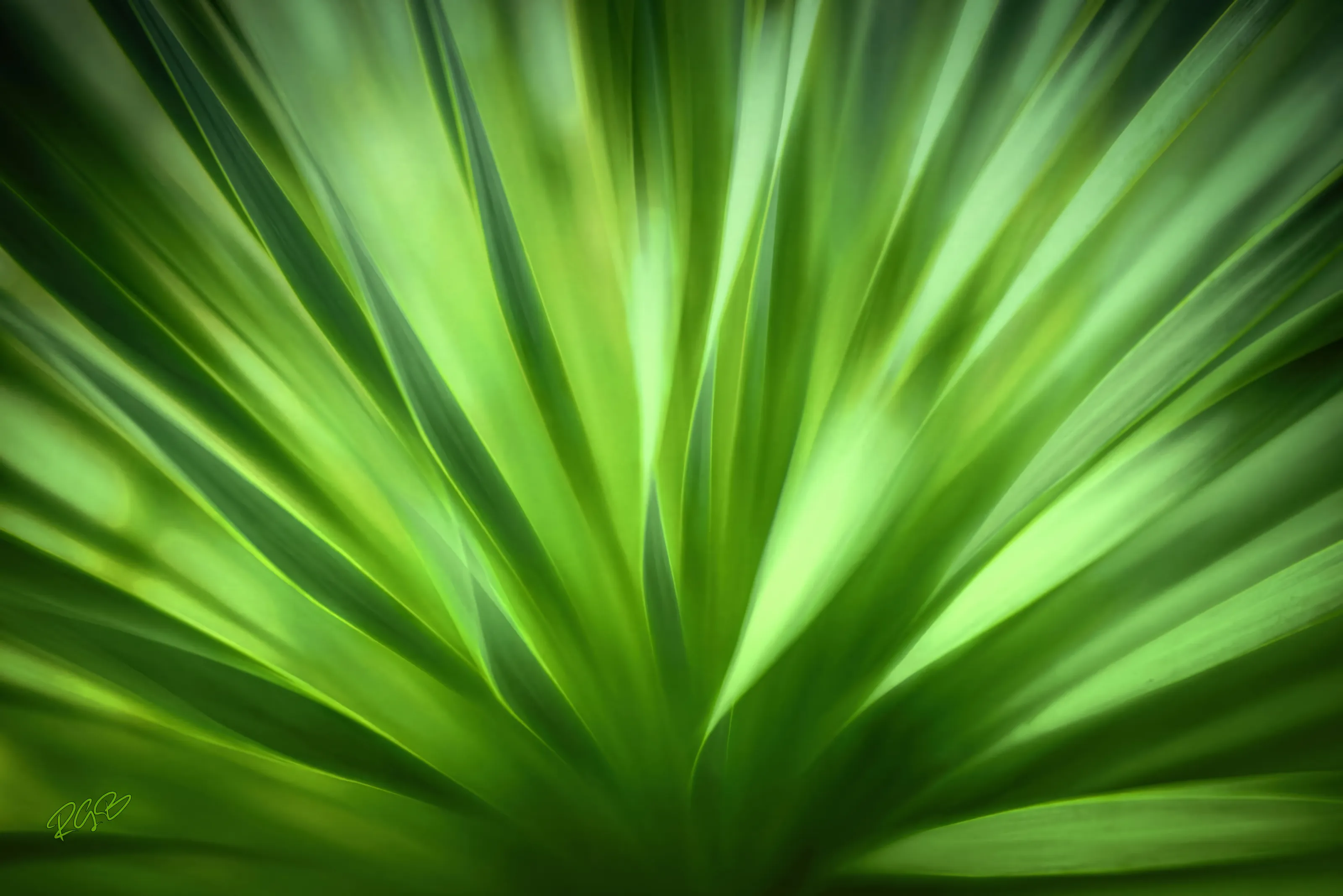 A Swaying Sotol