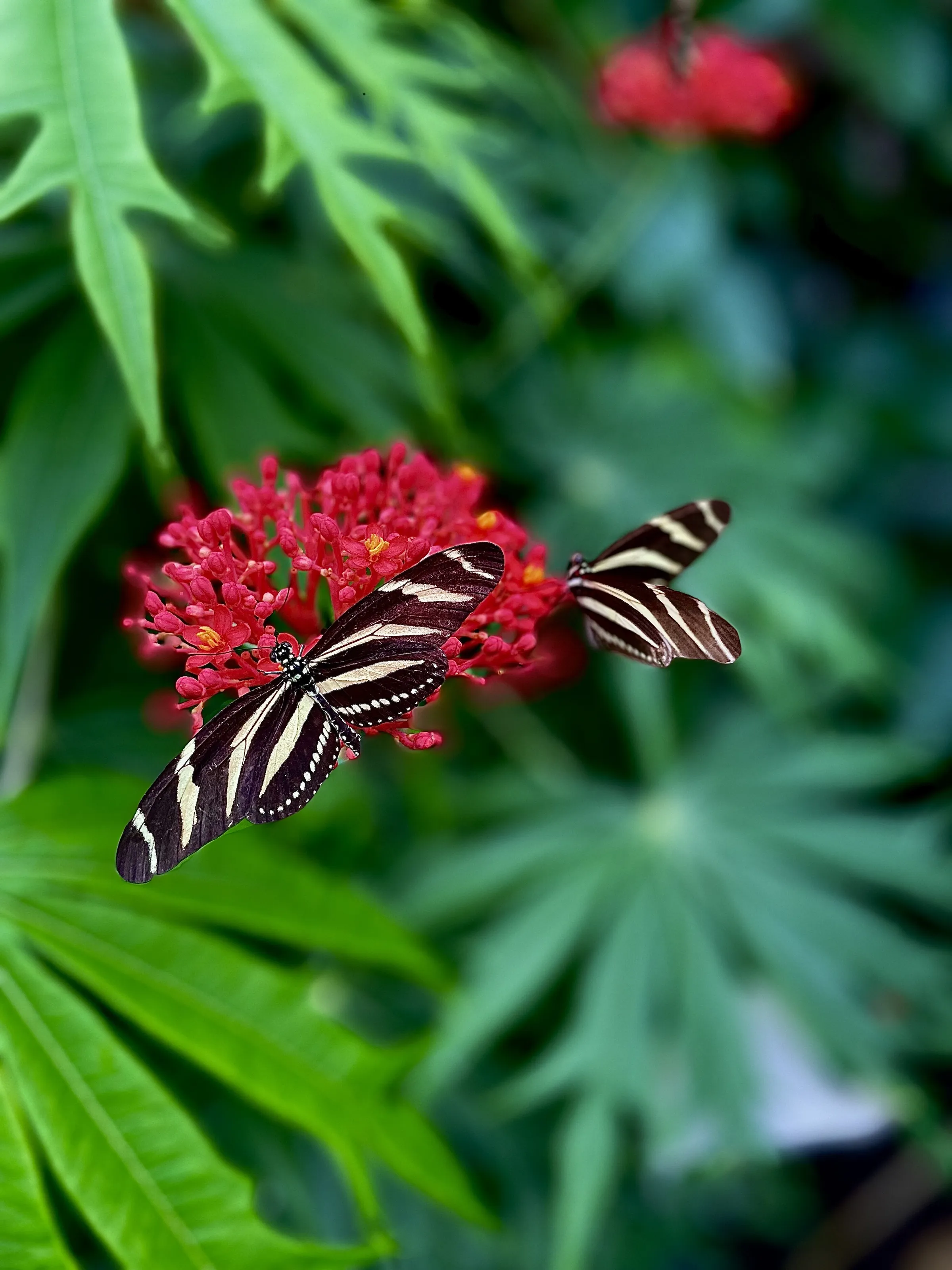 Delicate Harmony: Two Butterflies In Bloom