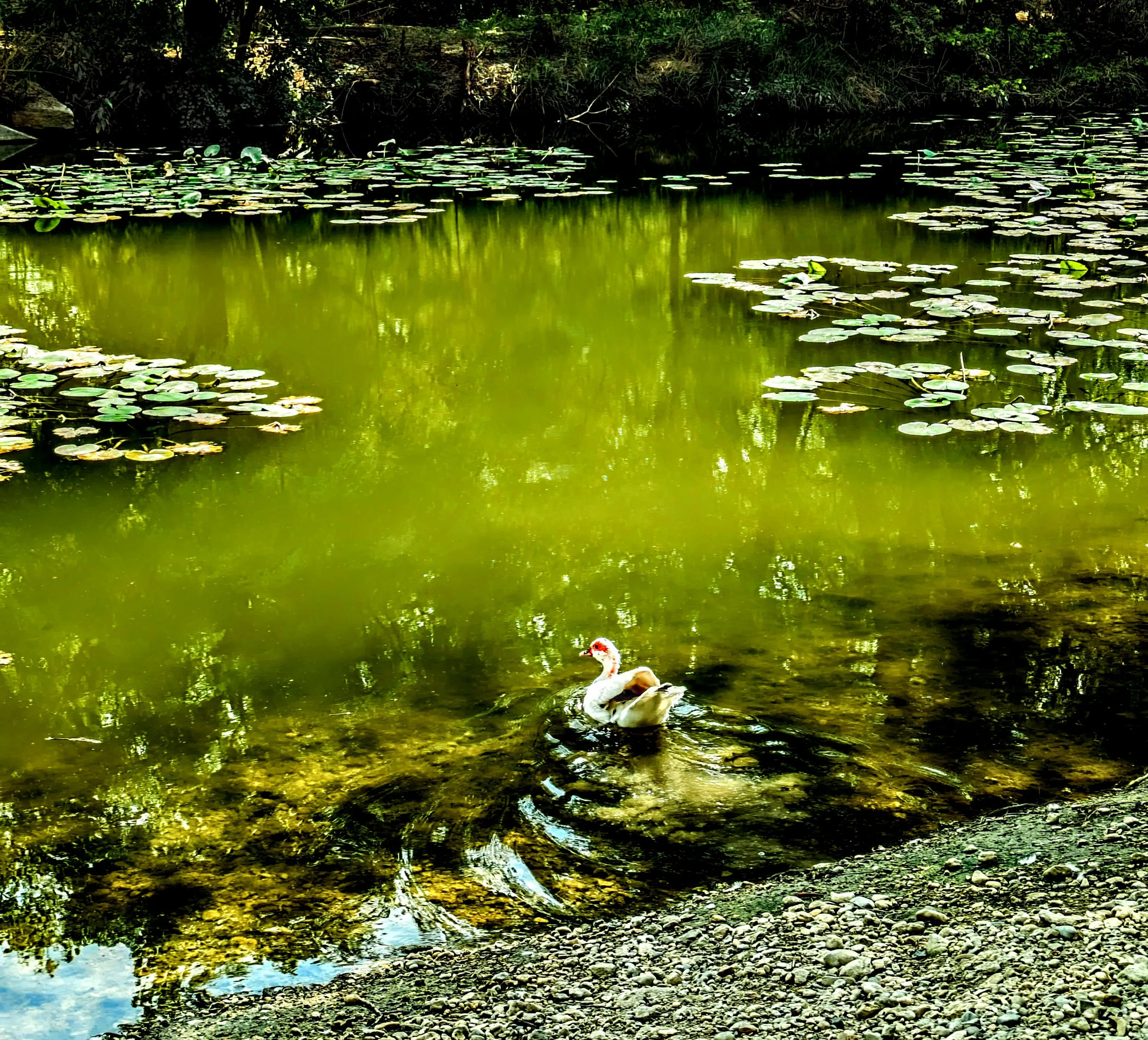 Glide Across the Water