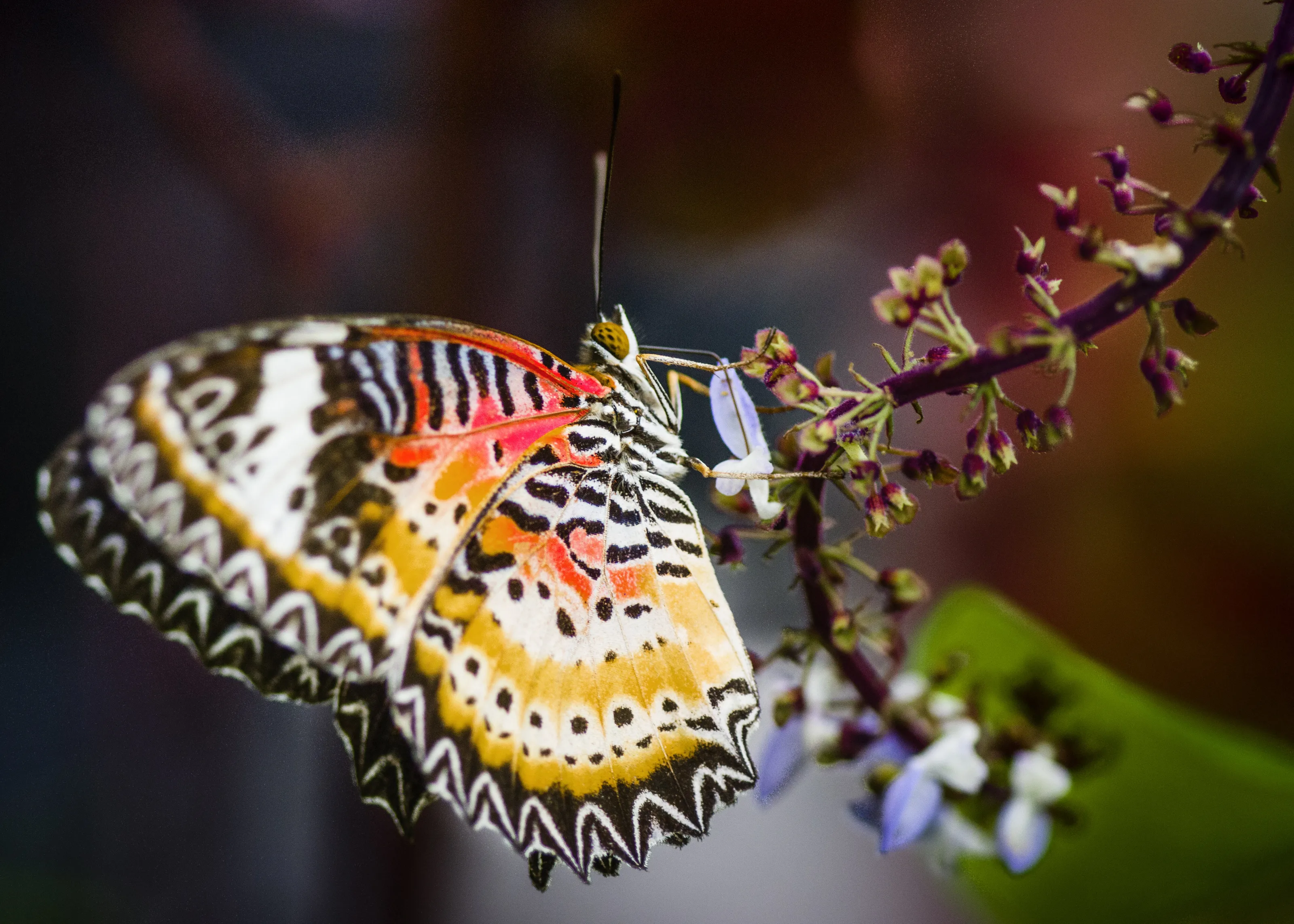 butterfly 4