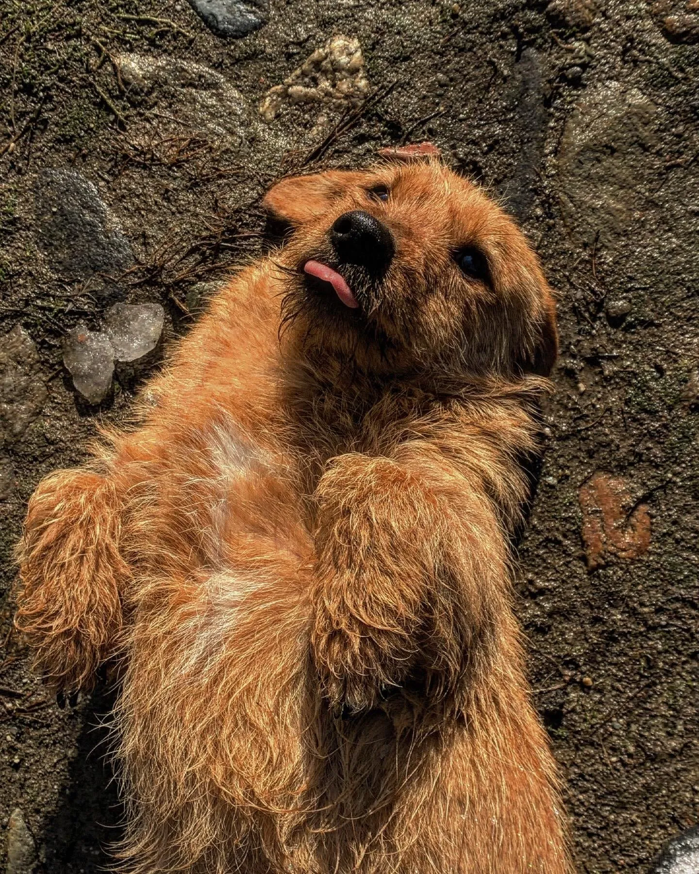 Happy dog 🐕