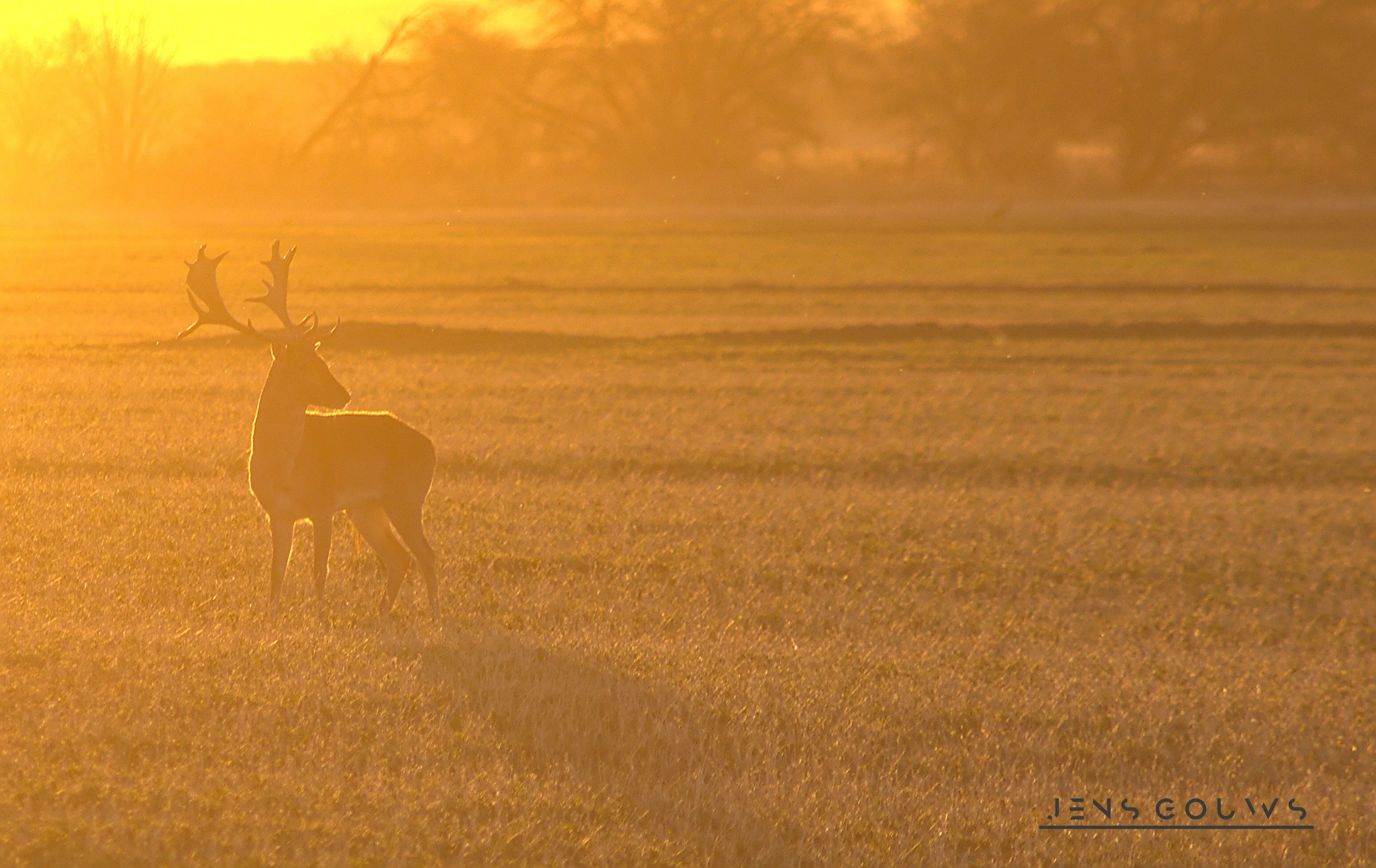 Golden Stag