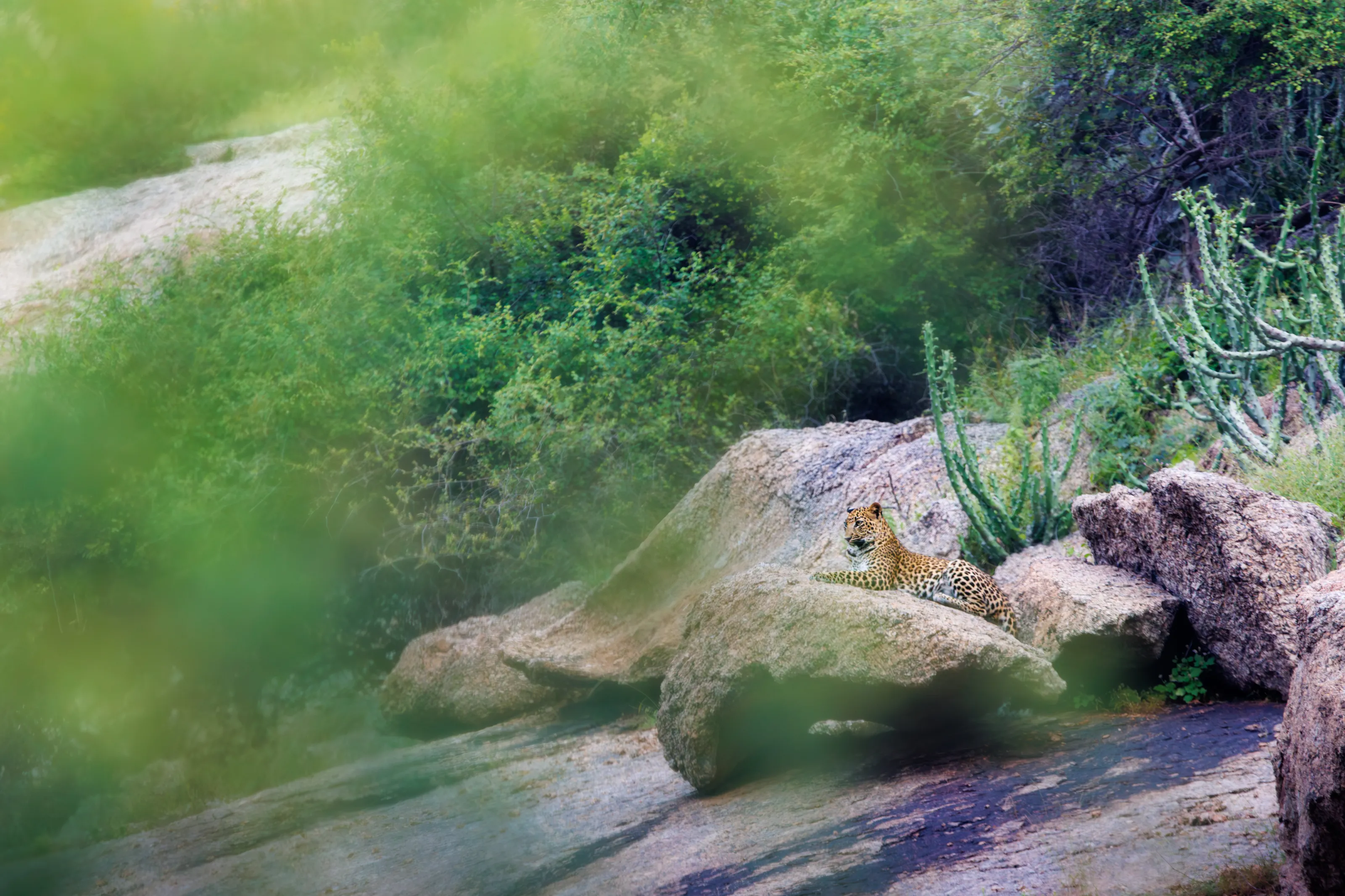 Camouflaged King