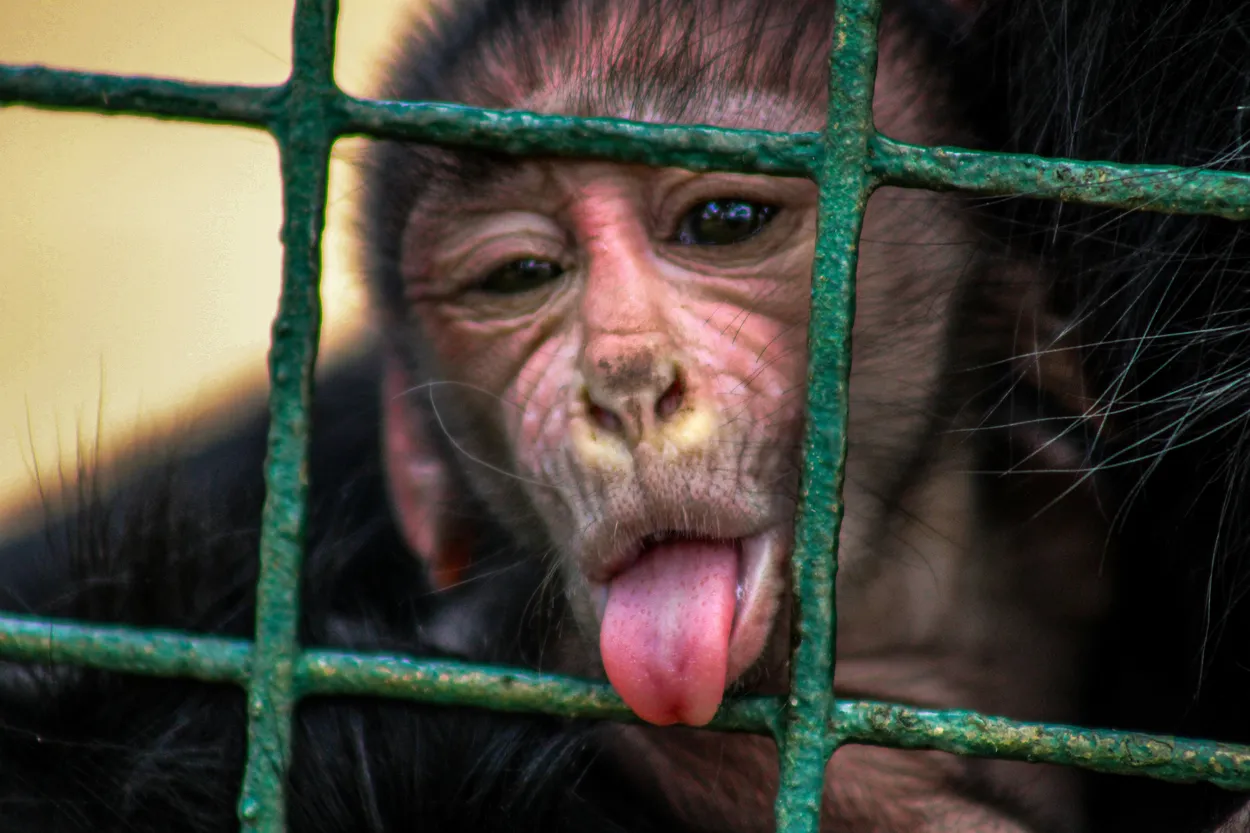 Entry 21733330