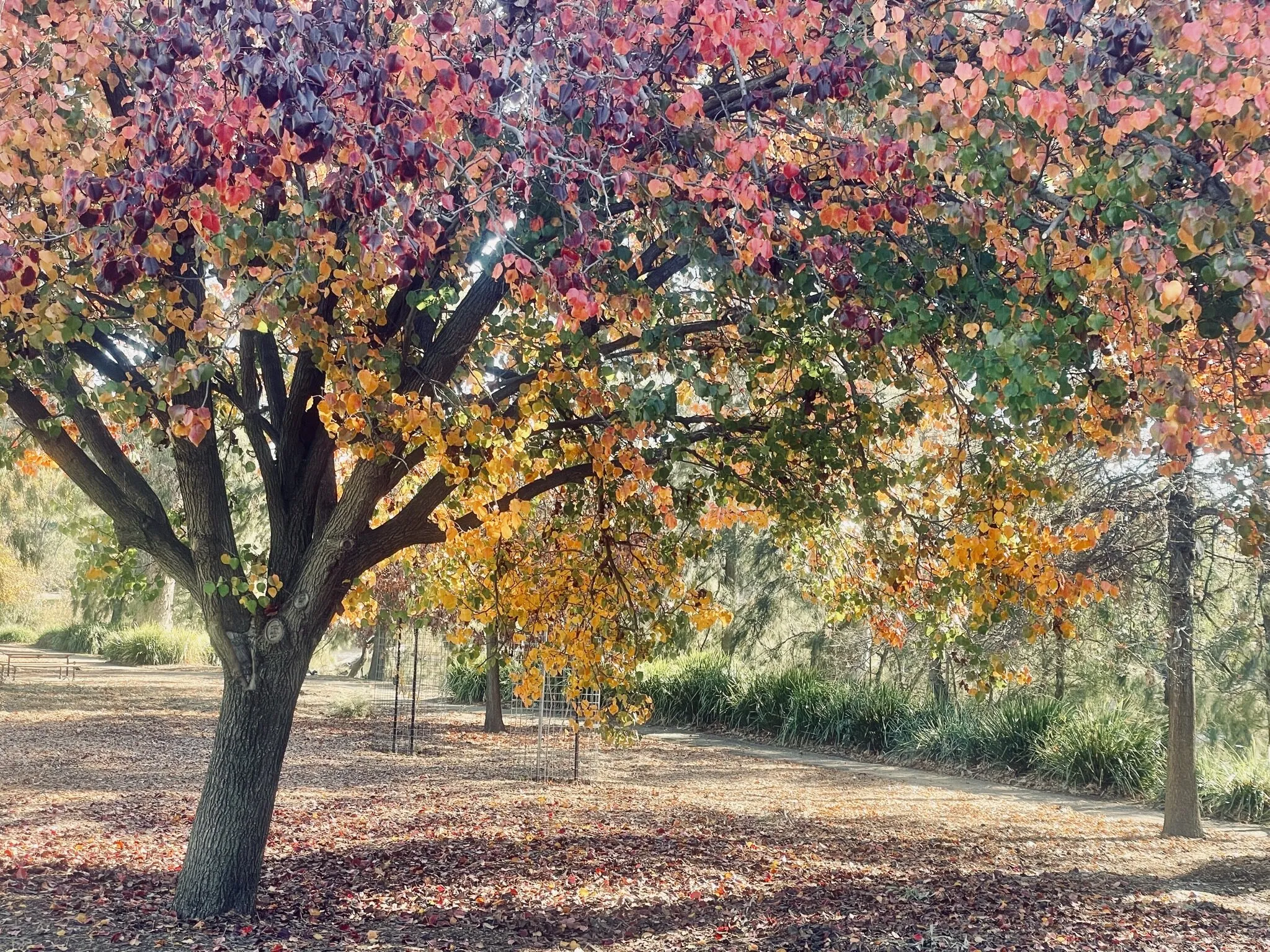 Changing colour