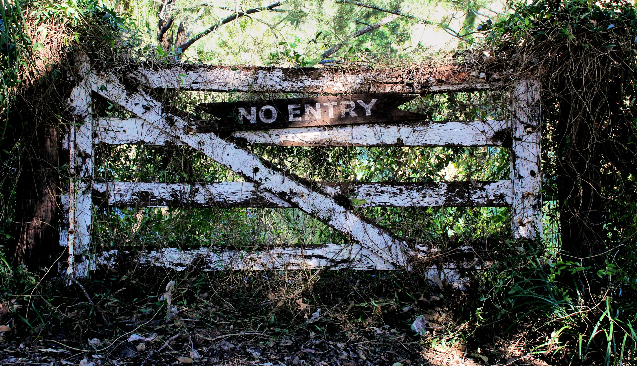 Entry 23190466