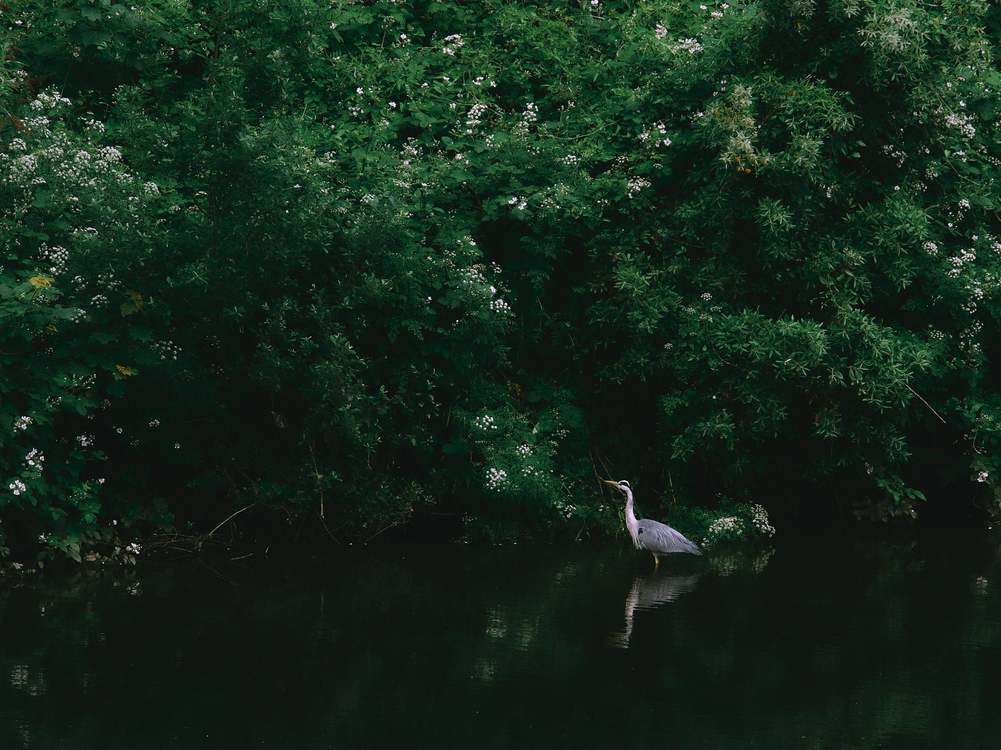 Wander