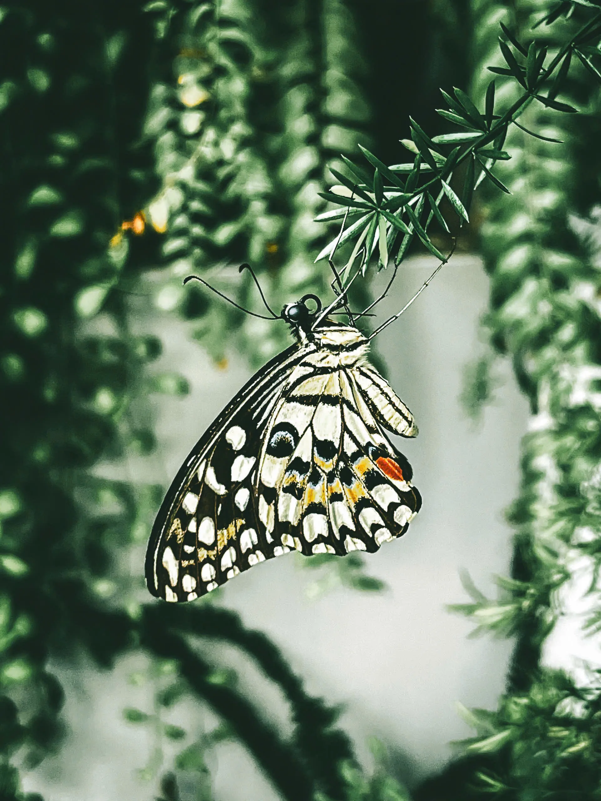 Green and butterfly
