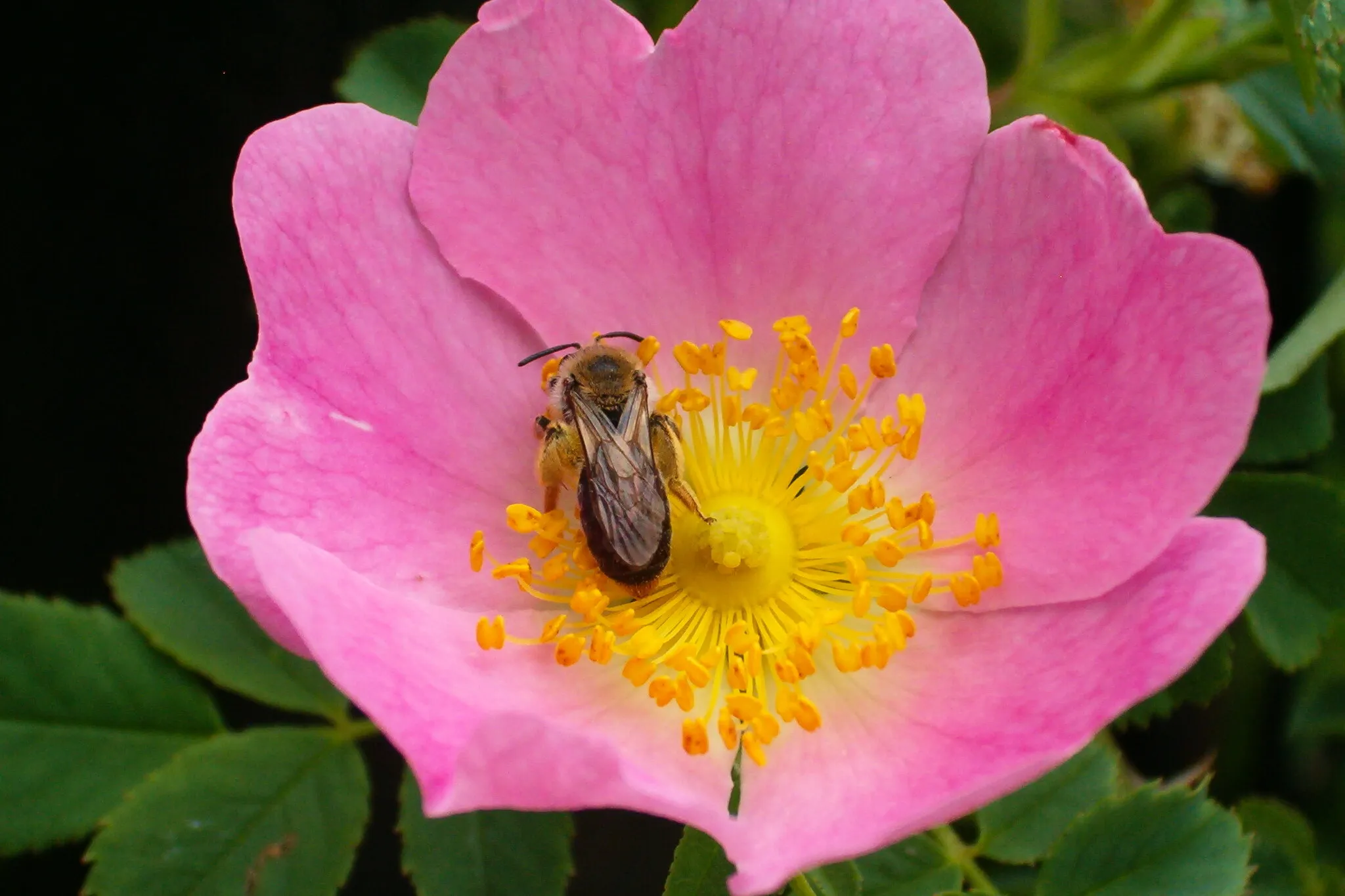 Dog-rose and bee
